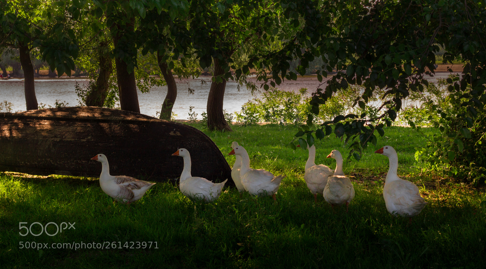 Canon EOS 700D (EOS Rebel T5i / EOS Kiss X7i) sample photo. Danube delta photography