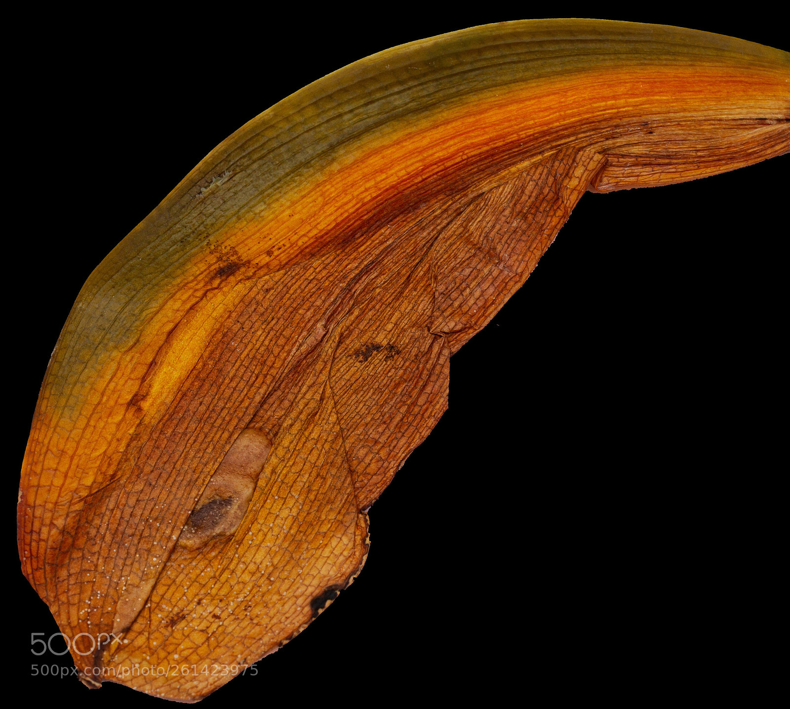 Canon EOS 7D sample photo. Orchid leaf photography