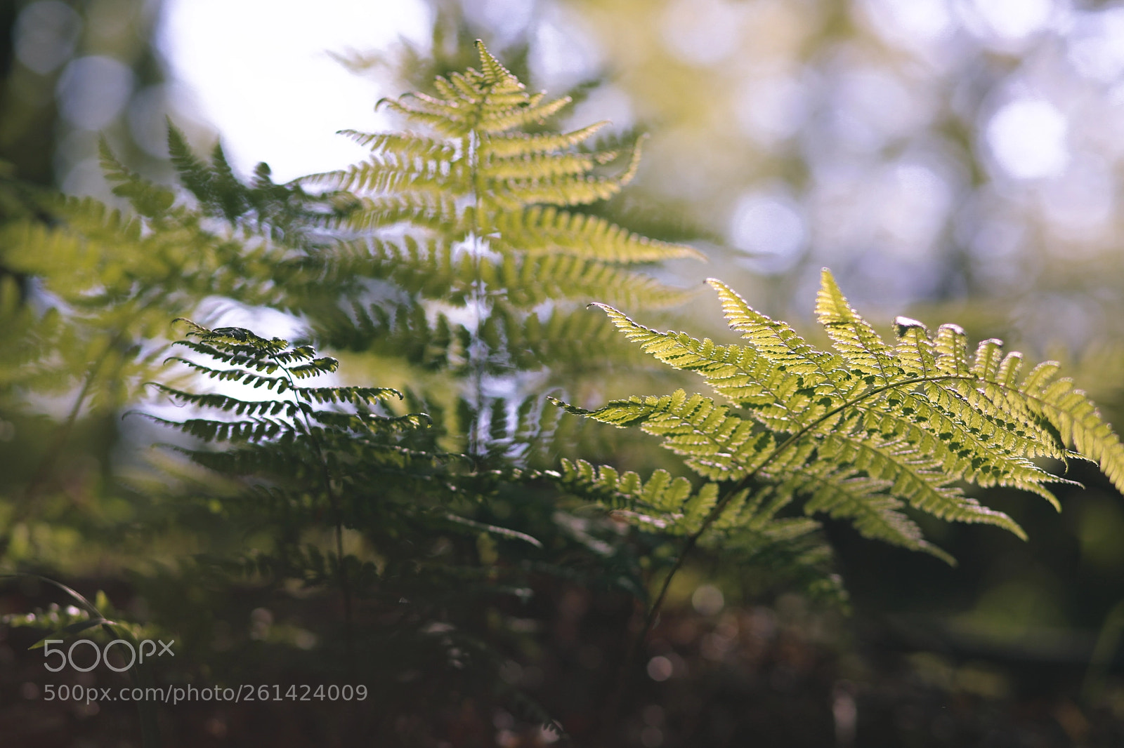 Canon EOS 5D Mark IV sample photo. Woods photography