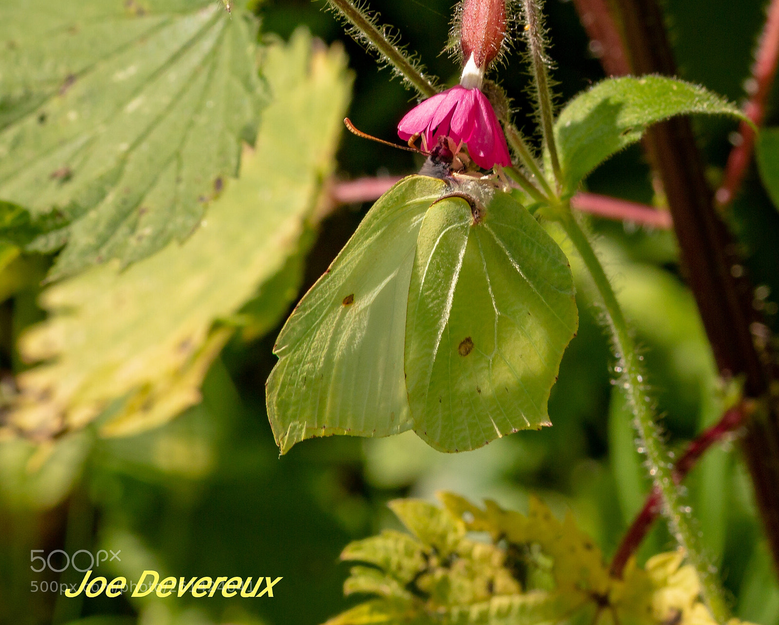 Canon EOS 70D sample photo. Brimstone photography