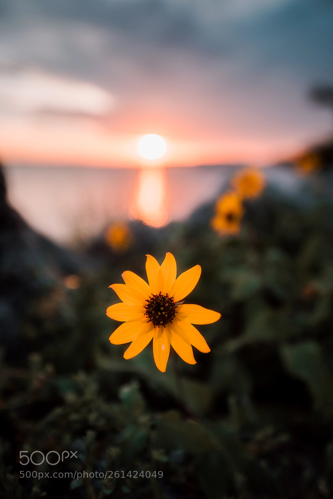 Nikon D750 sample photo. Oh, yellow there! photography