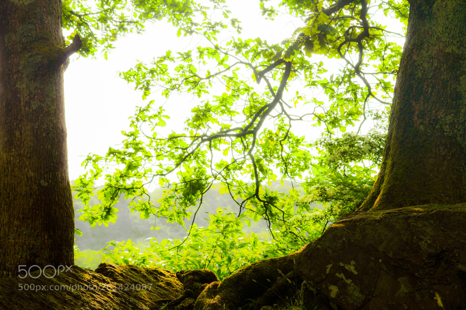 Nikon D3200 sample photo. Through the trees photography