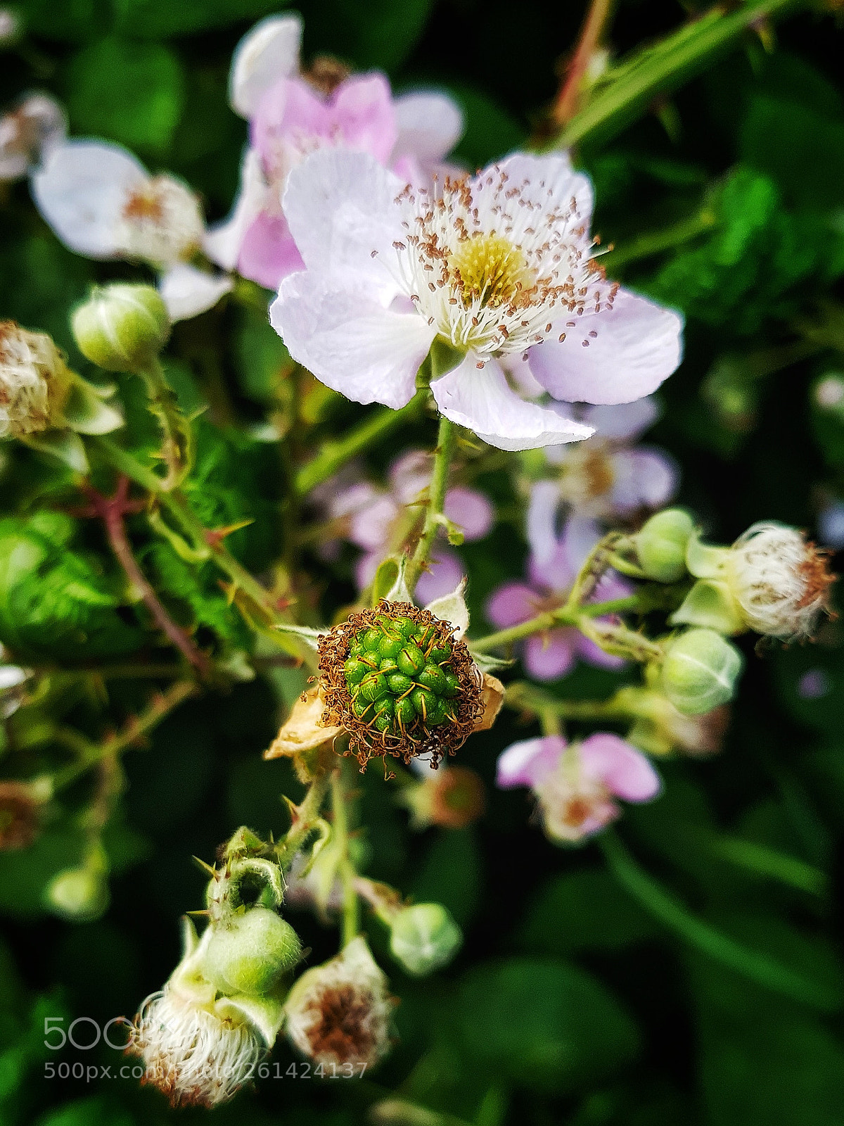 Samsung Galaxy S8+ sample photo. Blackberries on the way photography