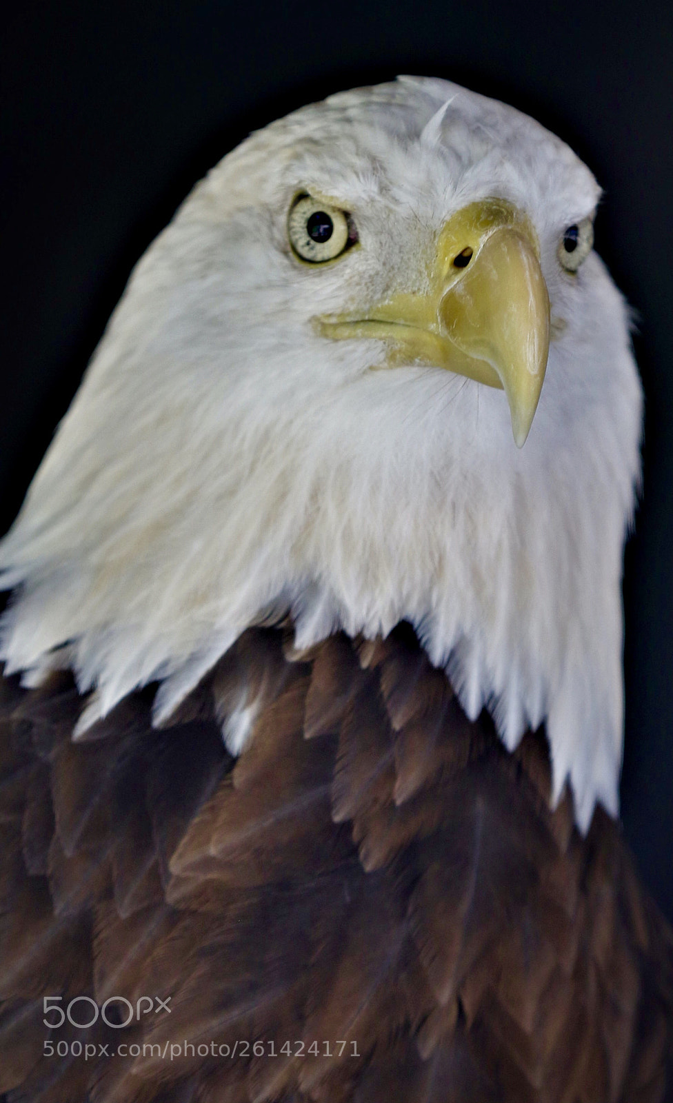 Canon EOS 7D Mark II sample photo. Bald eagle photography