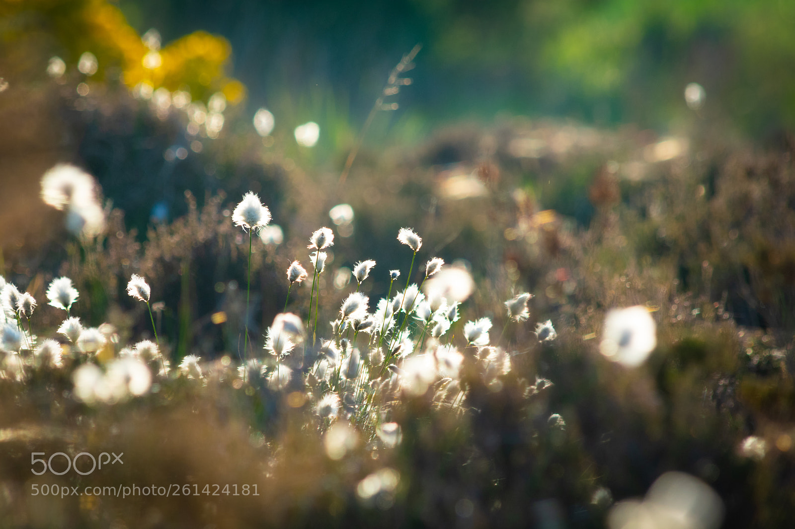 Nikon D3400 sample photo. Meadow photography