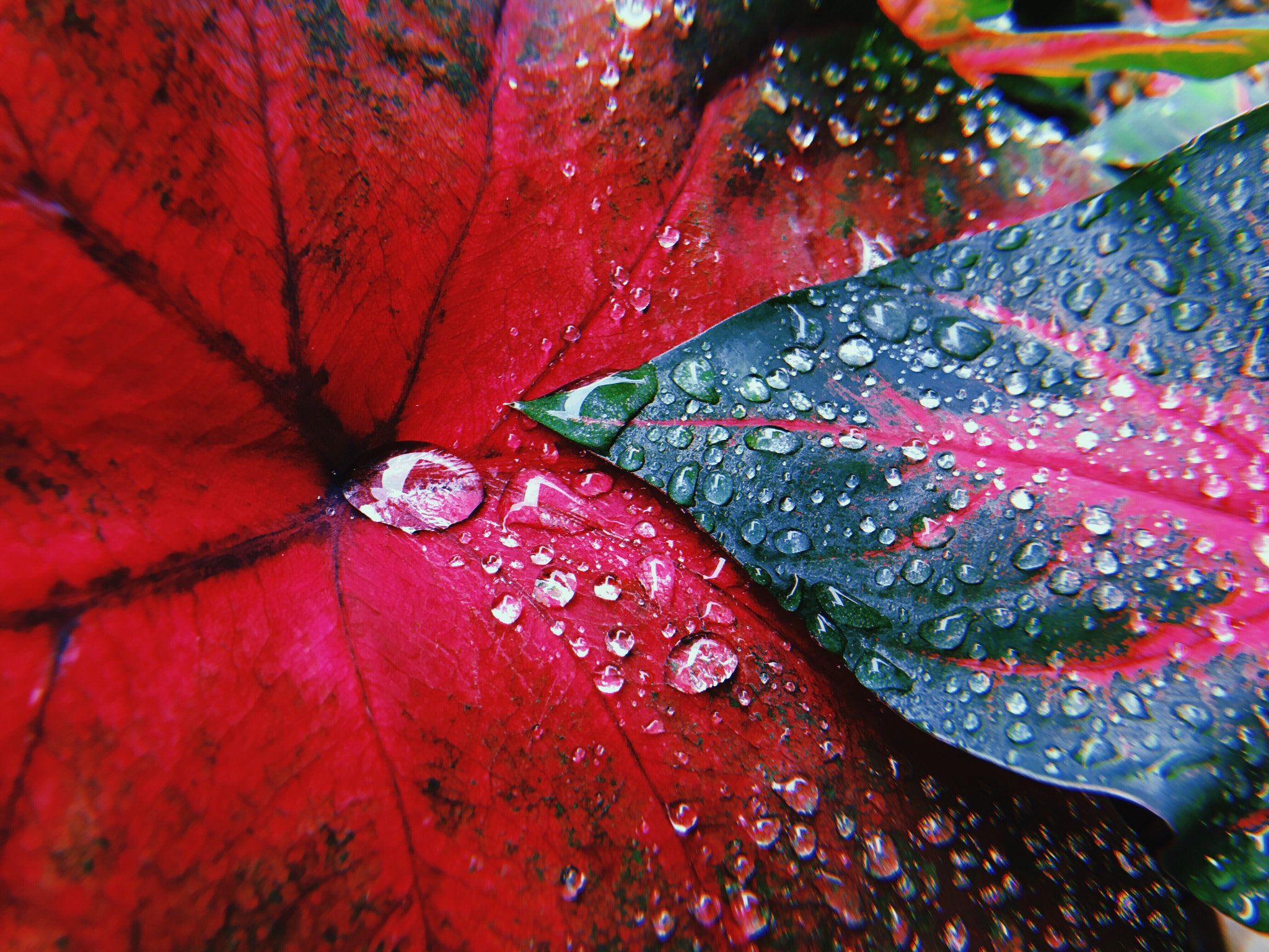 Apple iPhone sample photo