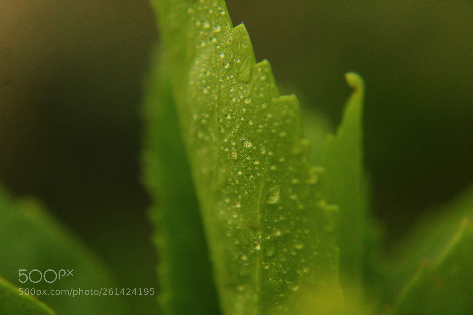 Canon EOS 1300D (EOS Rebel T6 / EOS Kiss X80) sample photo. Droplets photography