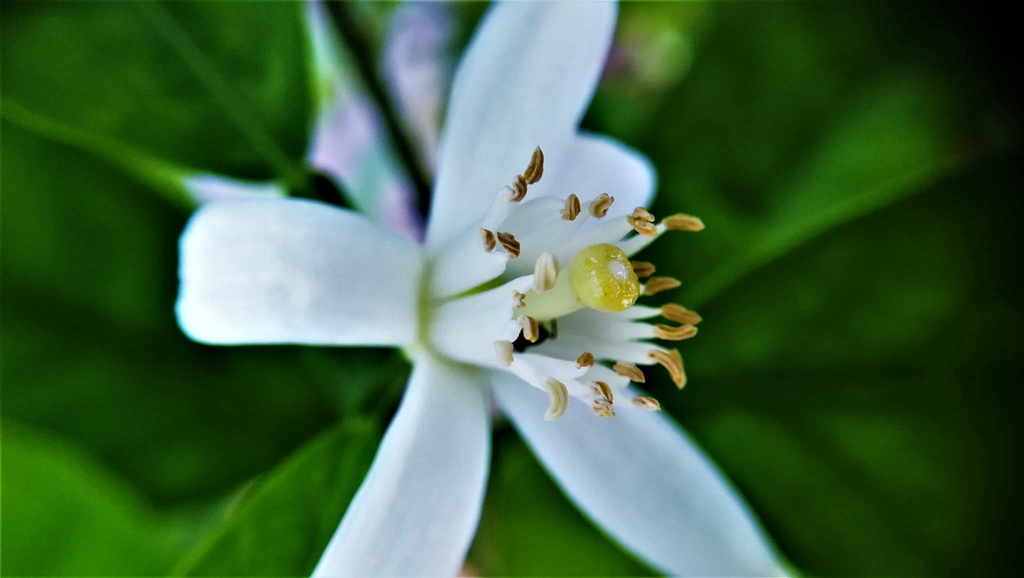 HUAWEI PRA-LX1 sample photo. Fleur d'oranger photography