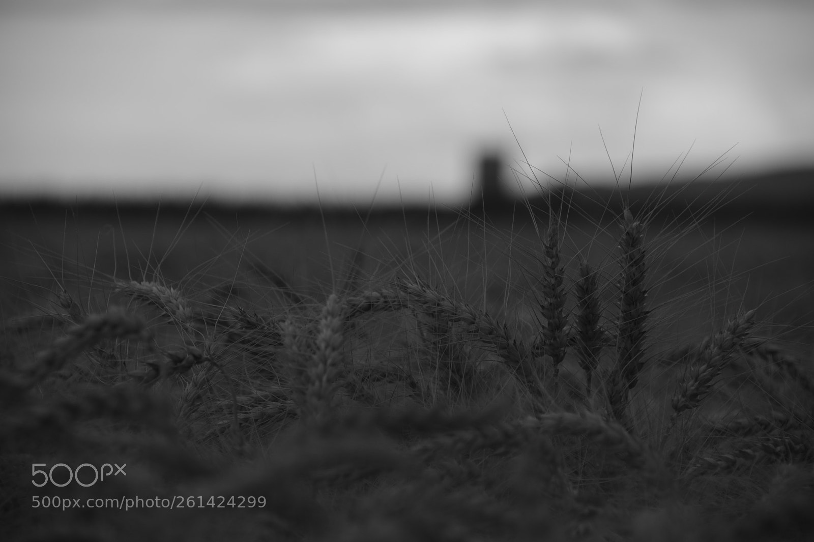 Nikon D3300 sample photo. Corn 1 photography