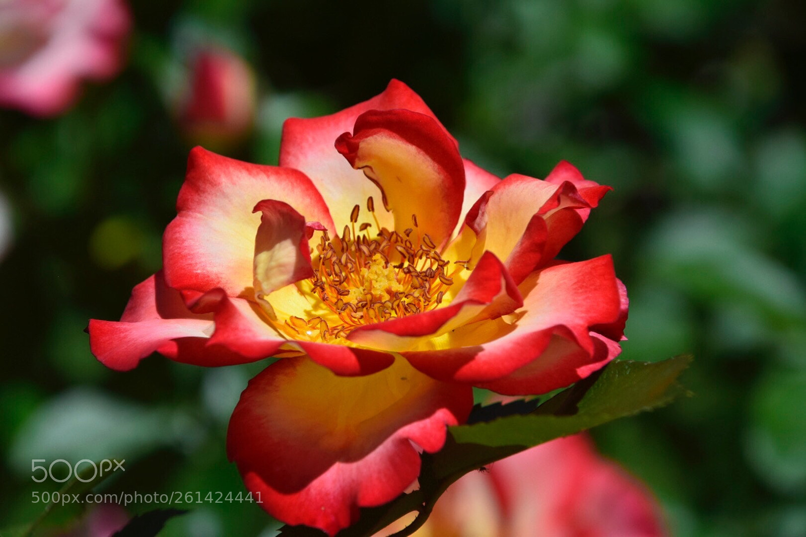 Nikon D5300 sample photo. Summertime rose photography