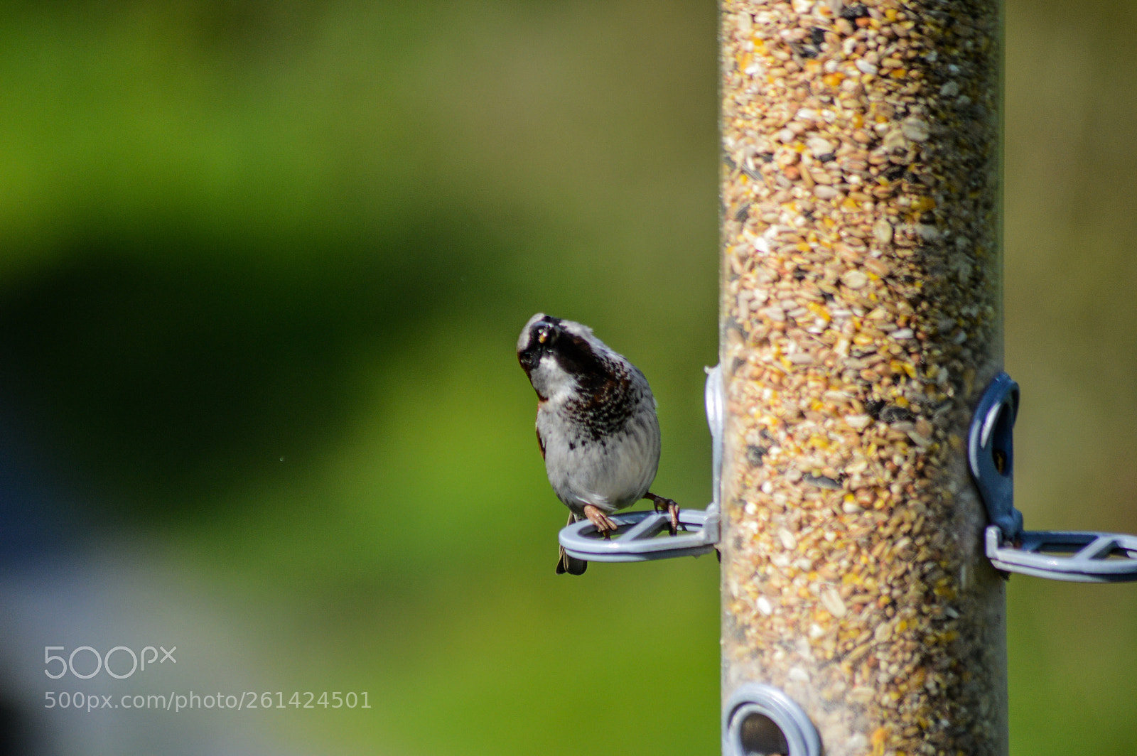 Nikon D3200 sample photo. House sparrow photography