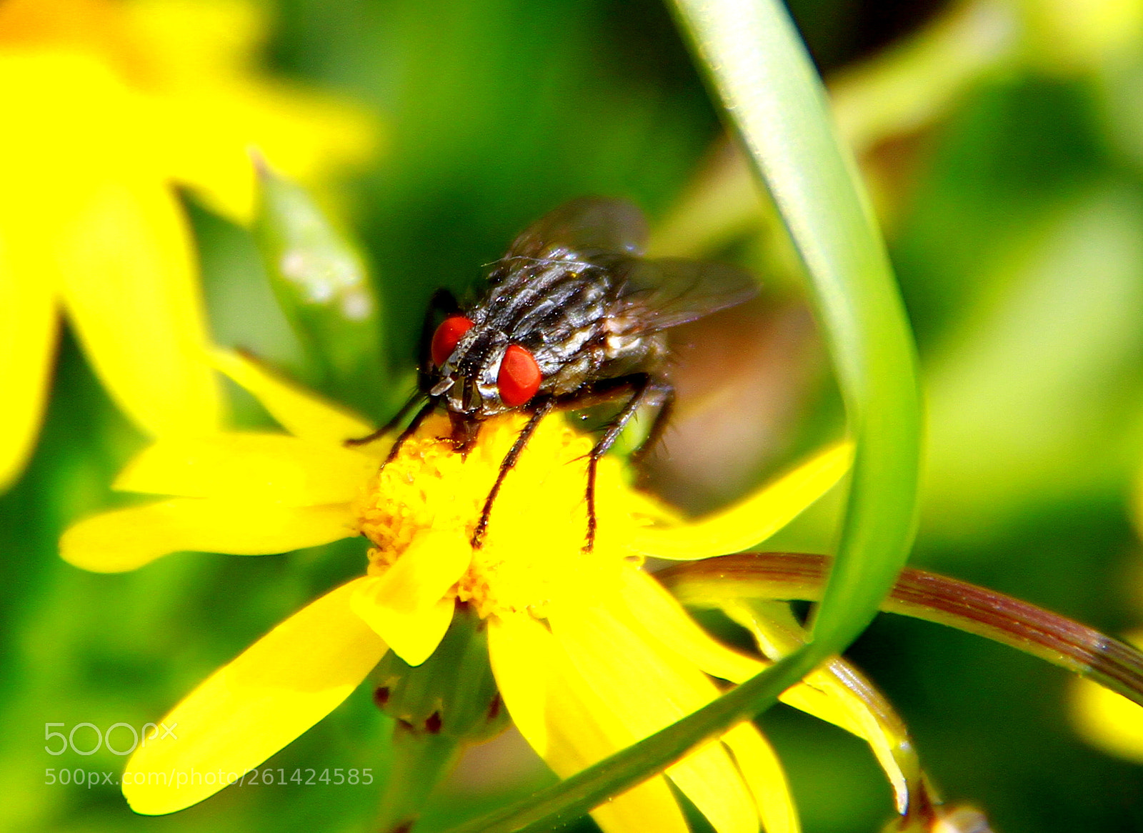 Canon EF-S 18-200mm F3.5-5.6 IS sample photo. Vida photography
