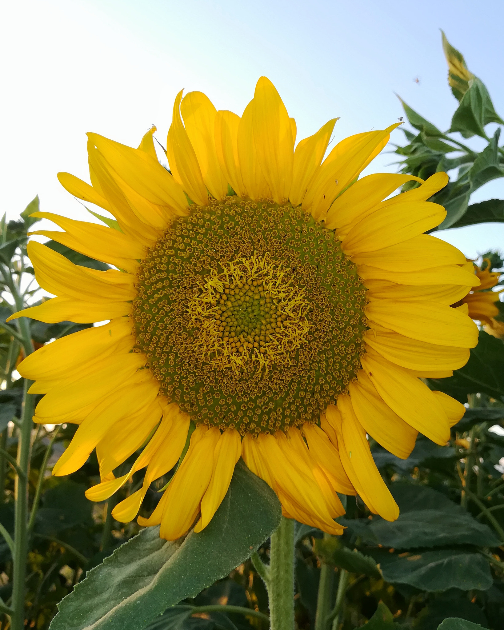 HUAWEI P8 lite 2017 sample photo. Sunflower photography