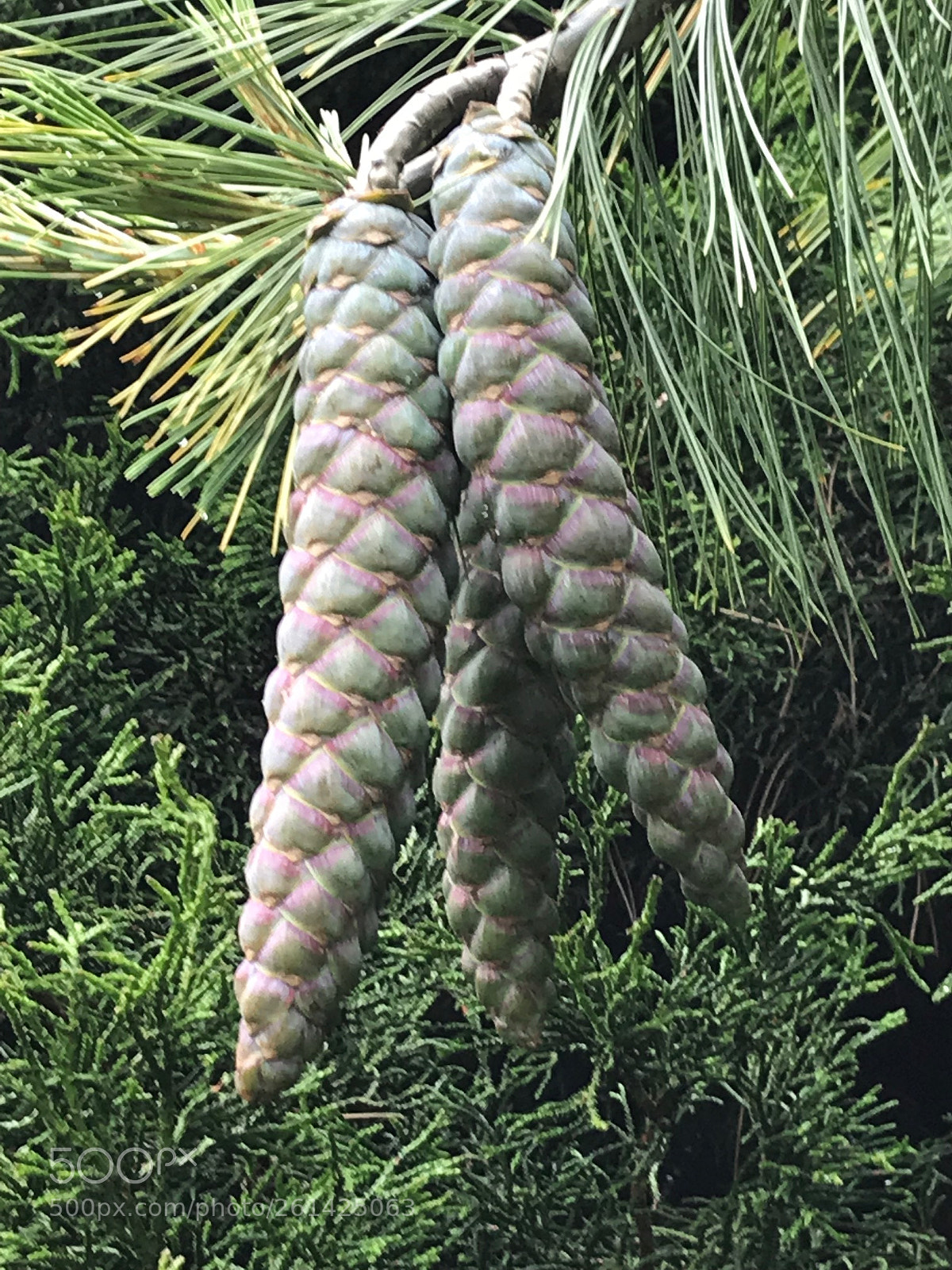 Apple iPhone 7 sample photo. Himalayan white pine pinus photography