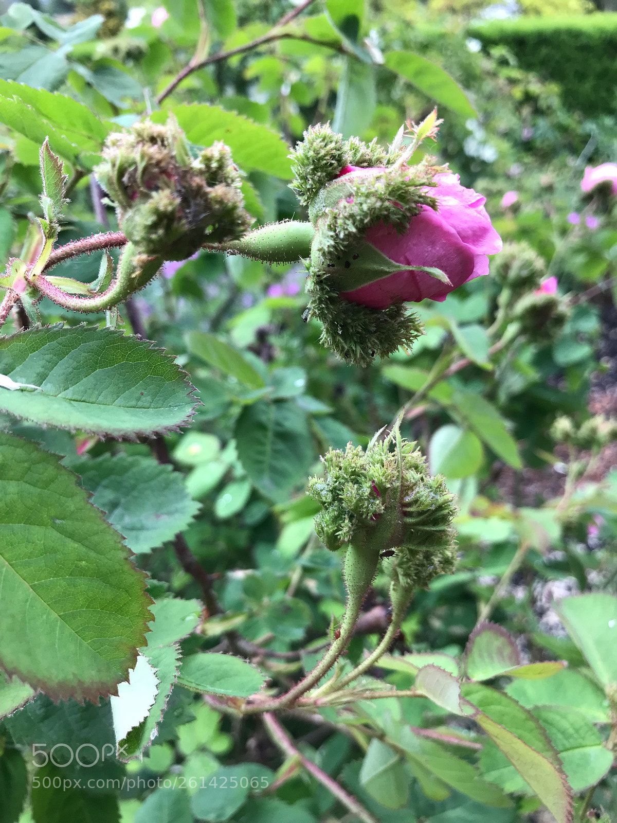 Apple iPhone 7 sample photo. Crested moss rose rosa photography