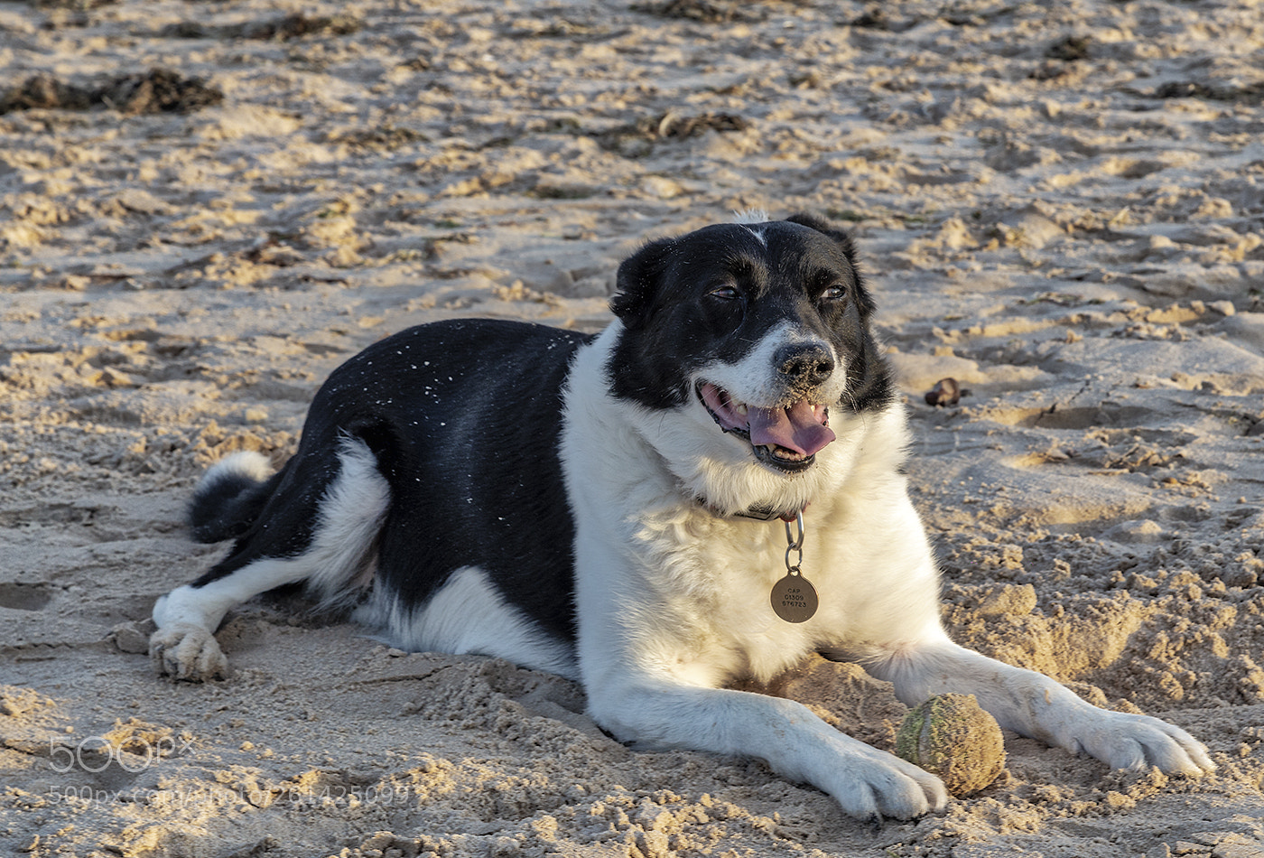 Canon EOS 6D sample photo. Cappy on the beach photography
