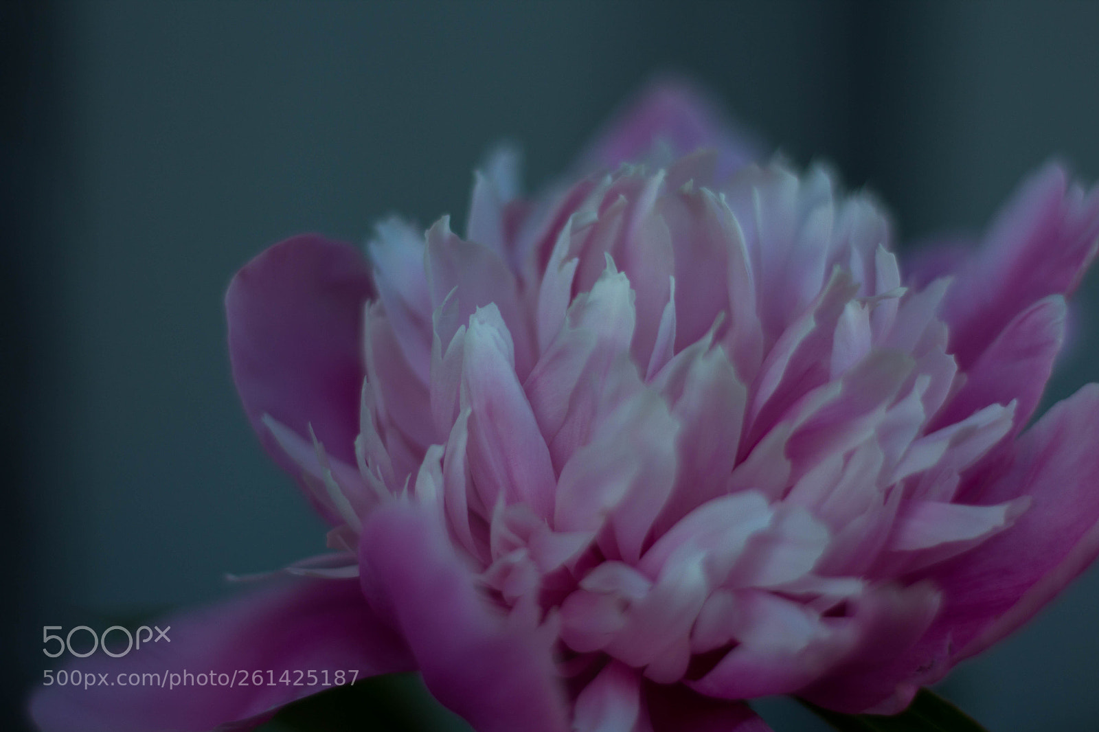 Canon EOS 1200D (EOS Rebel T5 / EOS Kiss X70 / EOS Hi) sample photo. Paeonia photography