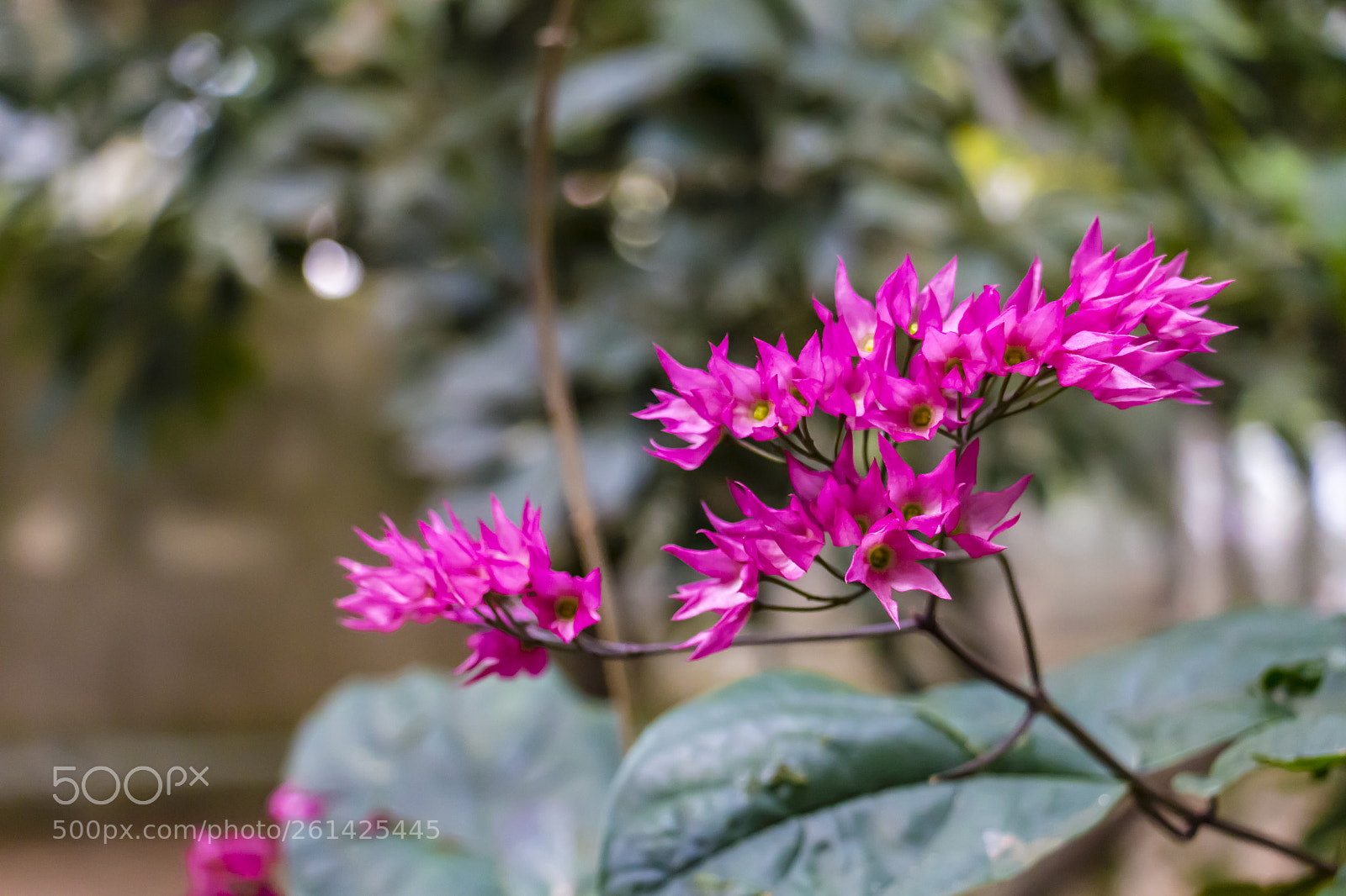 Canon EOS 700D (EOS Rebel T5i / EOS Kiss X7i) sample photo. Pétalas delicada photography