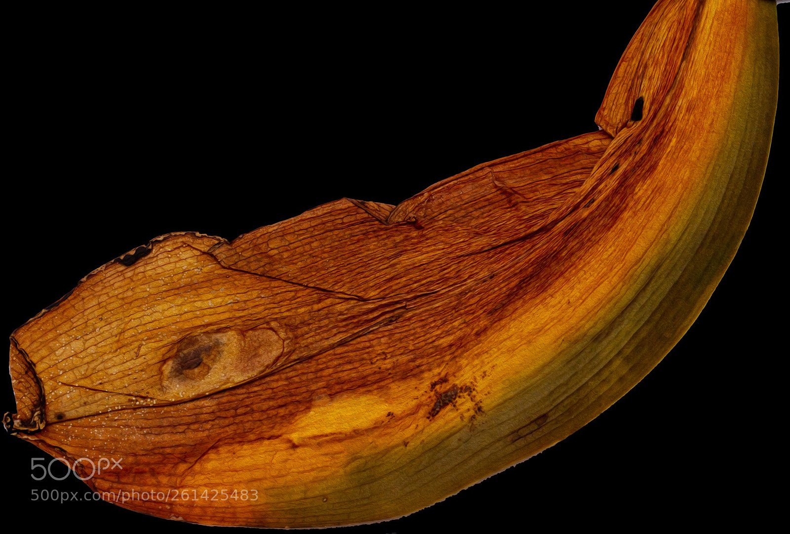 Canon EOS 7D sample photo. Orchid leaf 2 photography