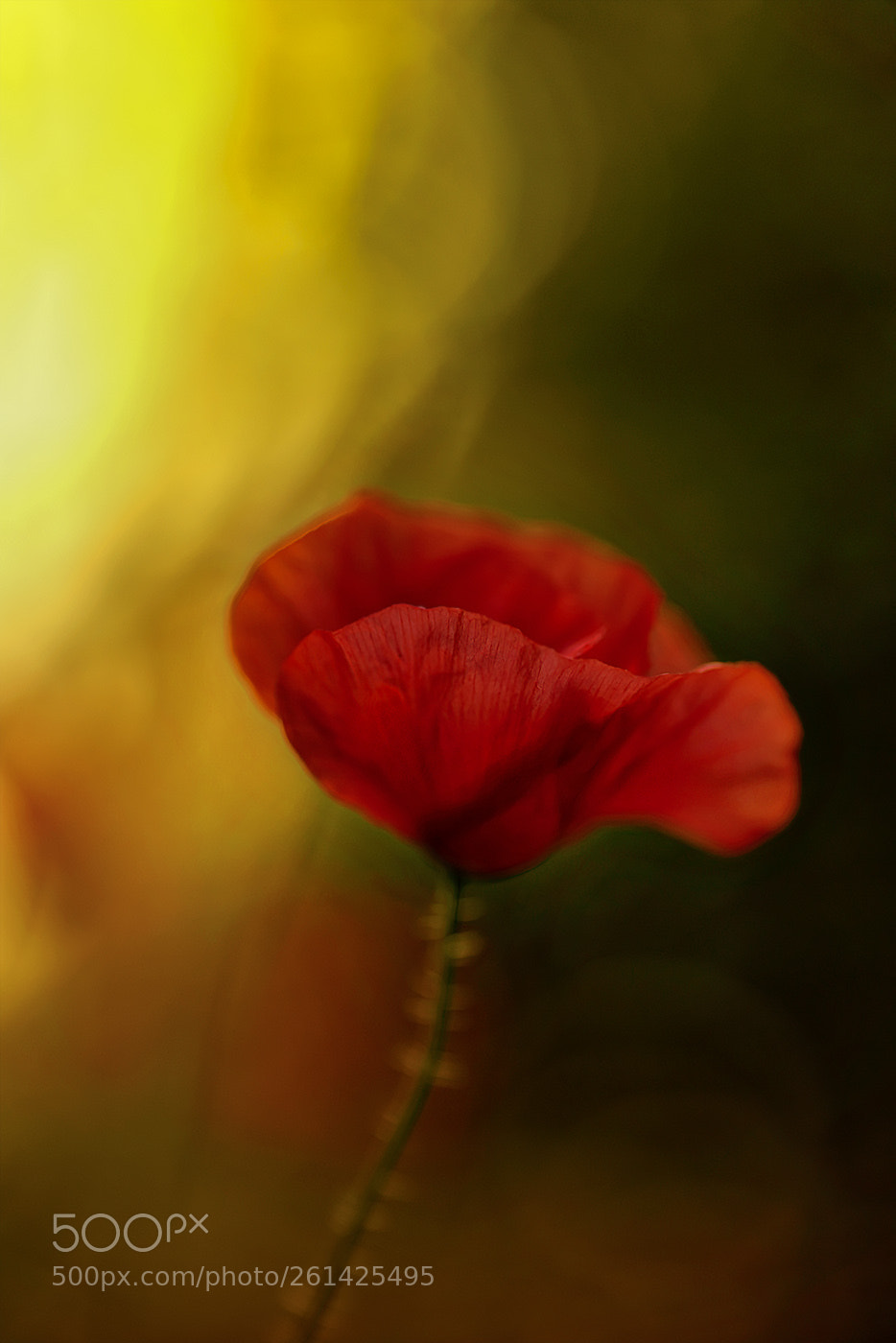 Sony a7R III sample photo. Im dunkeln und doch photography