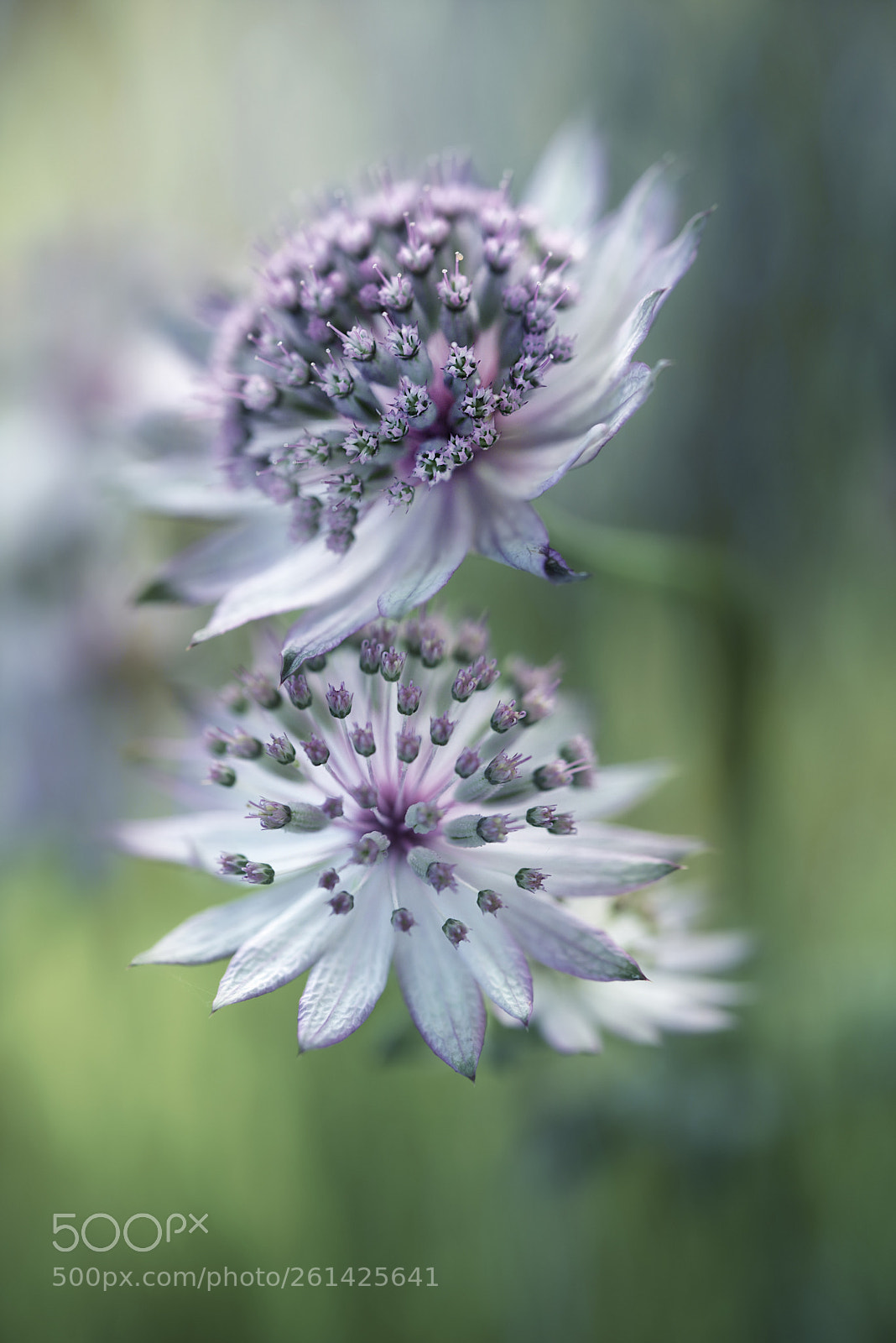 Nikon D750 sample photo. Astrantia  beauty photography