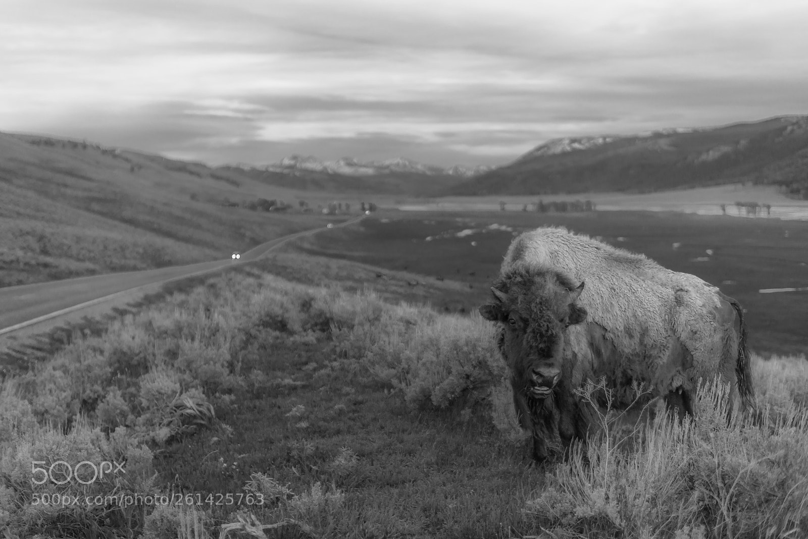 Nikon D800 sample photo. Mr bison photography