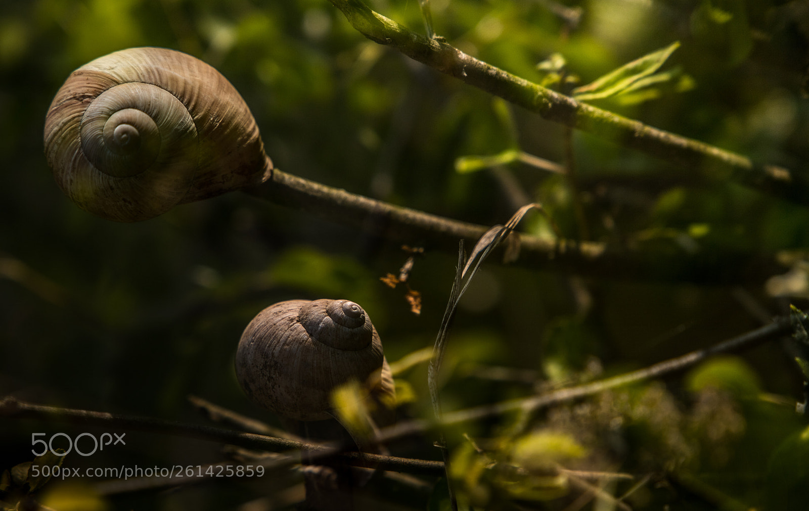 Canon EOS 6D Mark II sample photo. Snailtree photography