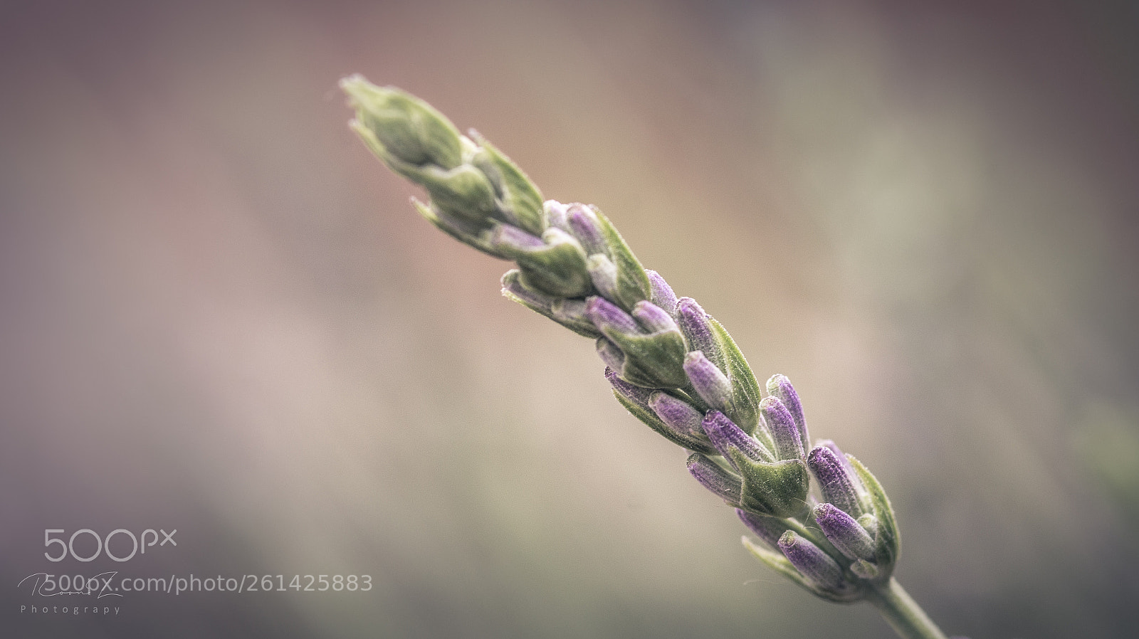 Sony SLT-A58 sample photo. Lavender photography