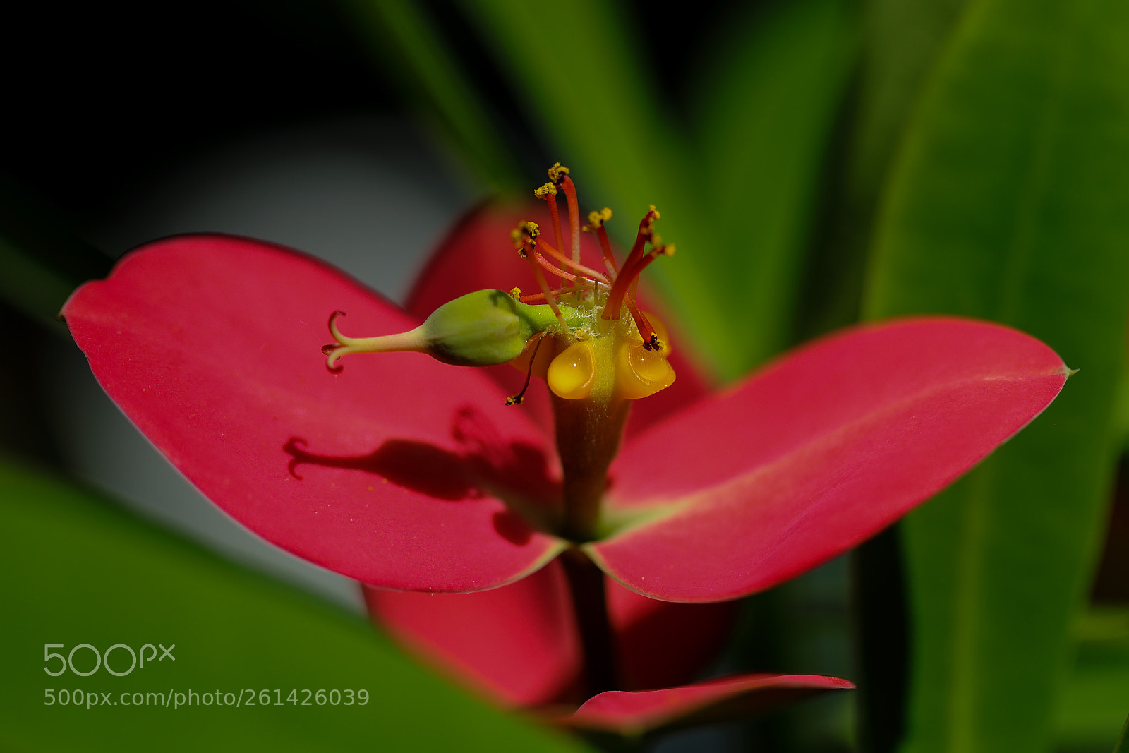 Canon EOS 5D Mark IV sample photo. Flower in the palmengarten photography