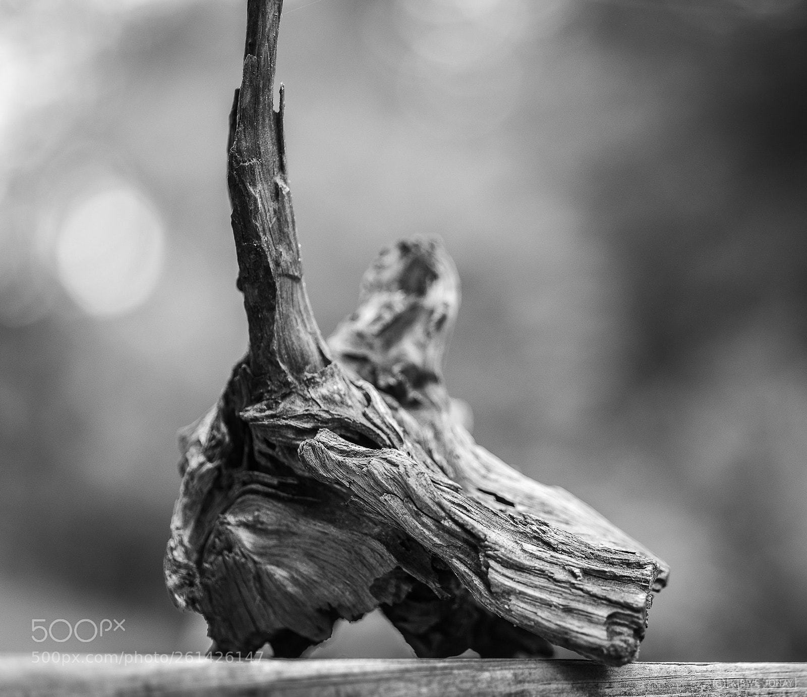Nikon D850 sample photo. Totem photography