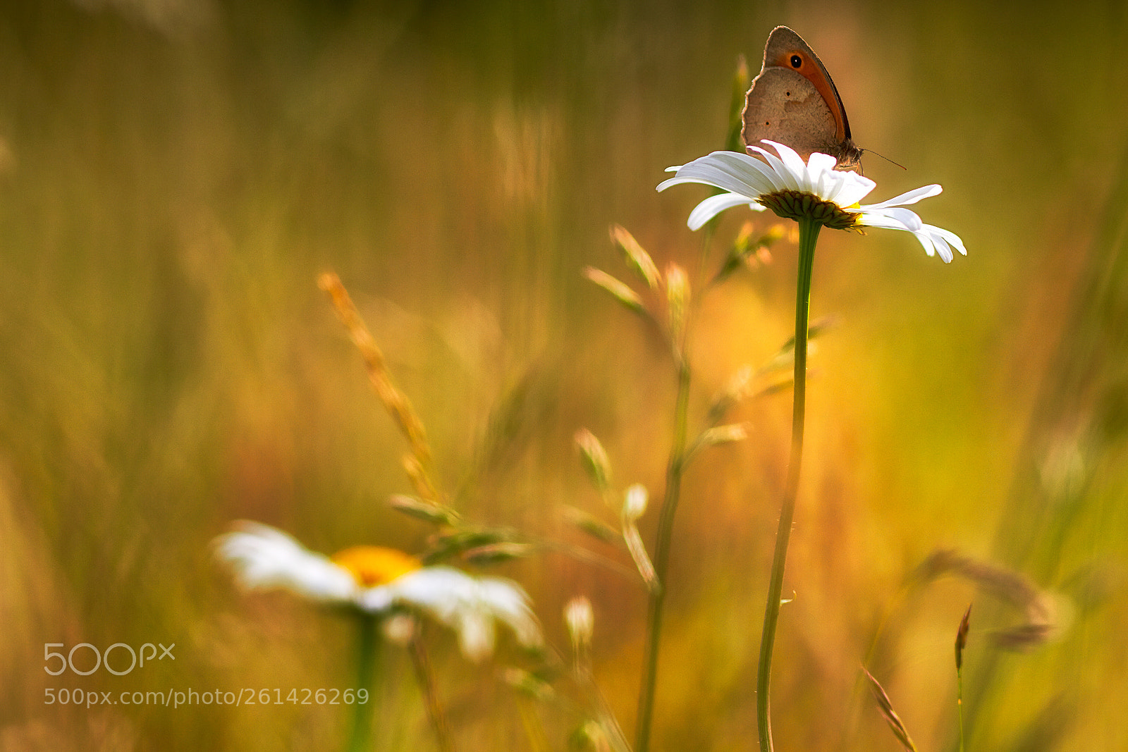 Canon EOS 7D sample photo. Perched photography
