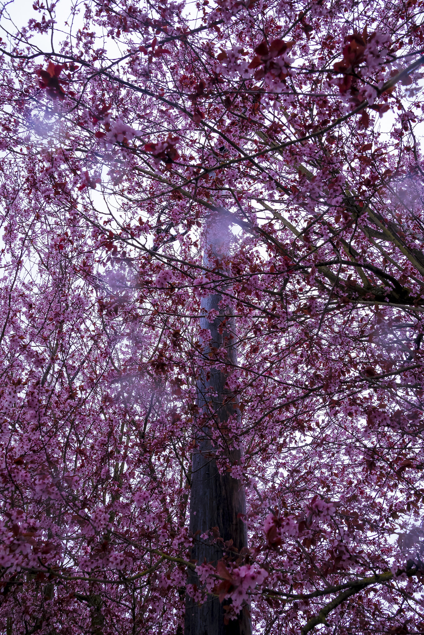 Canon EOS 750D (EOS Rebel T6i / EOS Kiss X8i) sample photo. Timeless sakura's photography