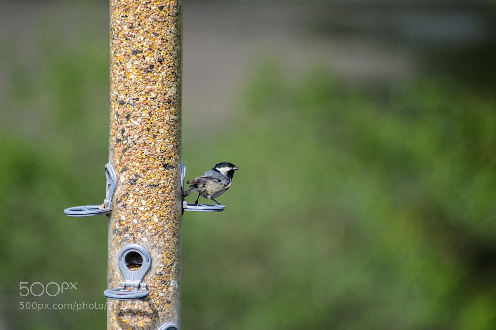 Nikon D3200 sample photo. Marsh tit photography