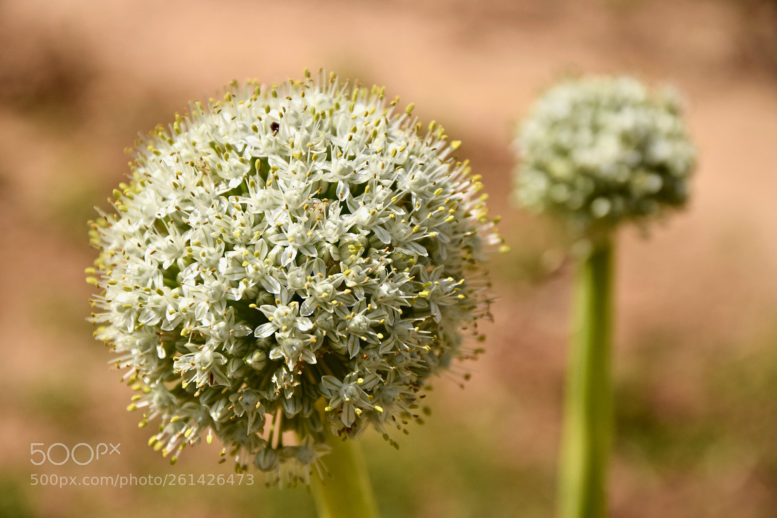 Nikon D5300 sample photo. Flowers (dsc_9813) photography
