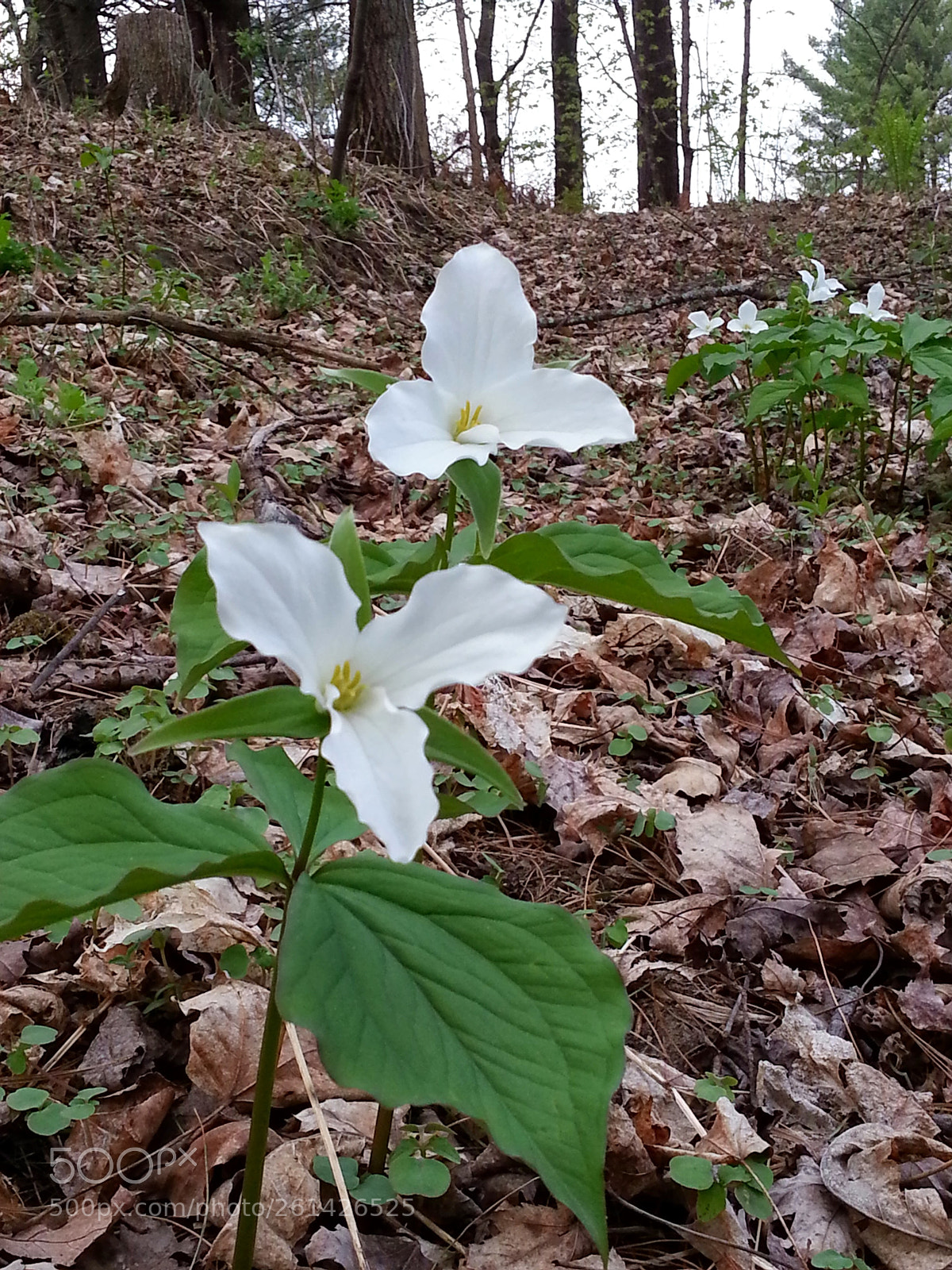 Samsung Galaxy S3 sample photo. 20140512_191449.jpg photography