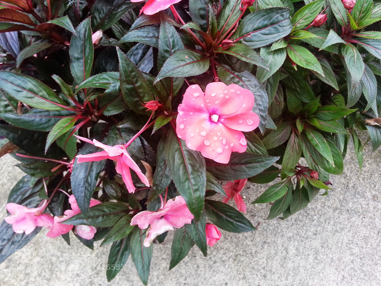 Samsung Galaxy S3 sample photo. 20130912_171951.jpg photography