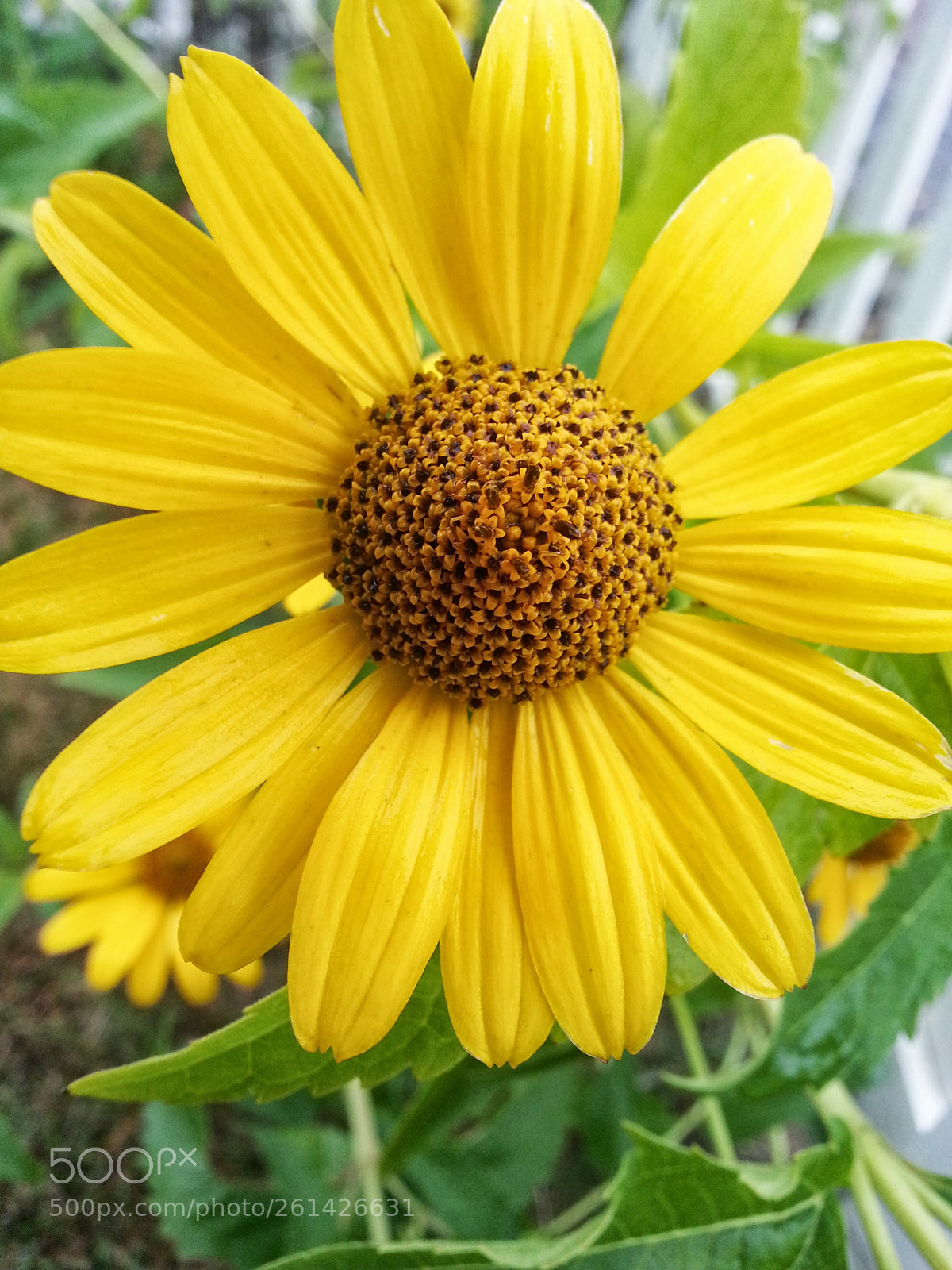 Samsung Galaxy S3 sample photo. 20130912_171706.jpg photography