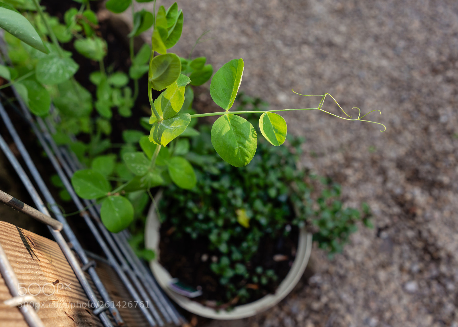 Sony a7R II sample photo. Peas photography