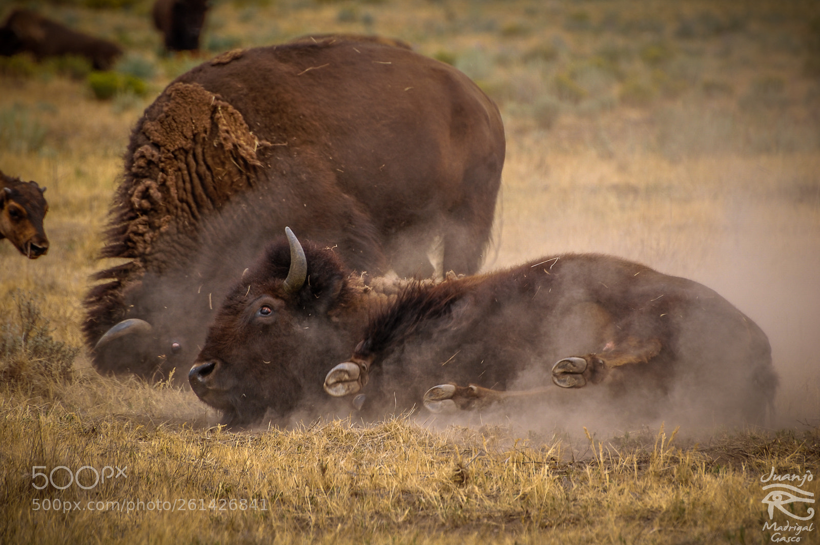 Nikon D40 sample photo. Dust bath photography