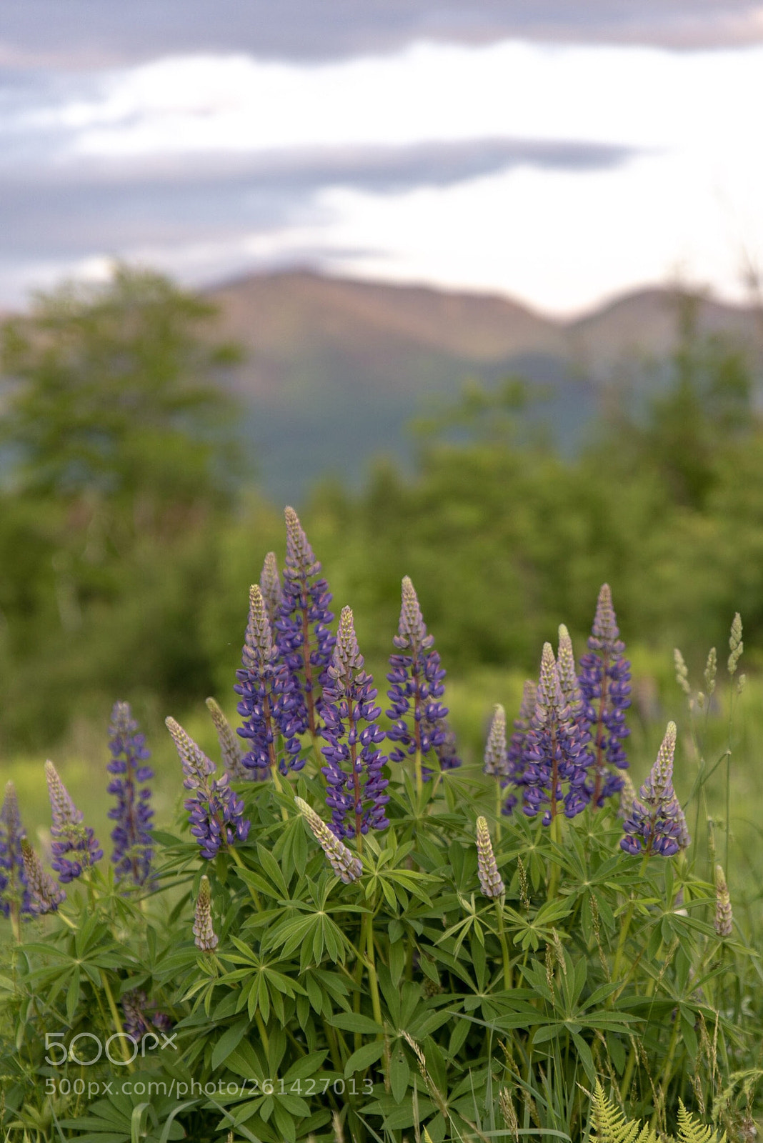 Nikon D750 sample photo. Lupine celebration  photography