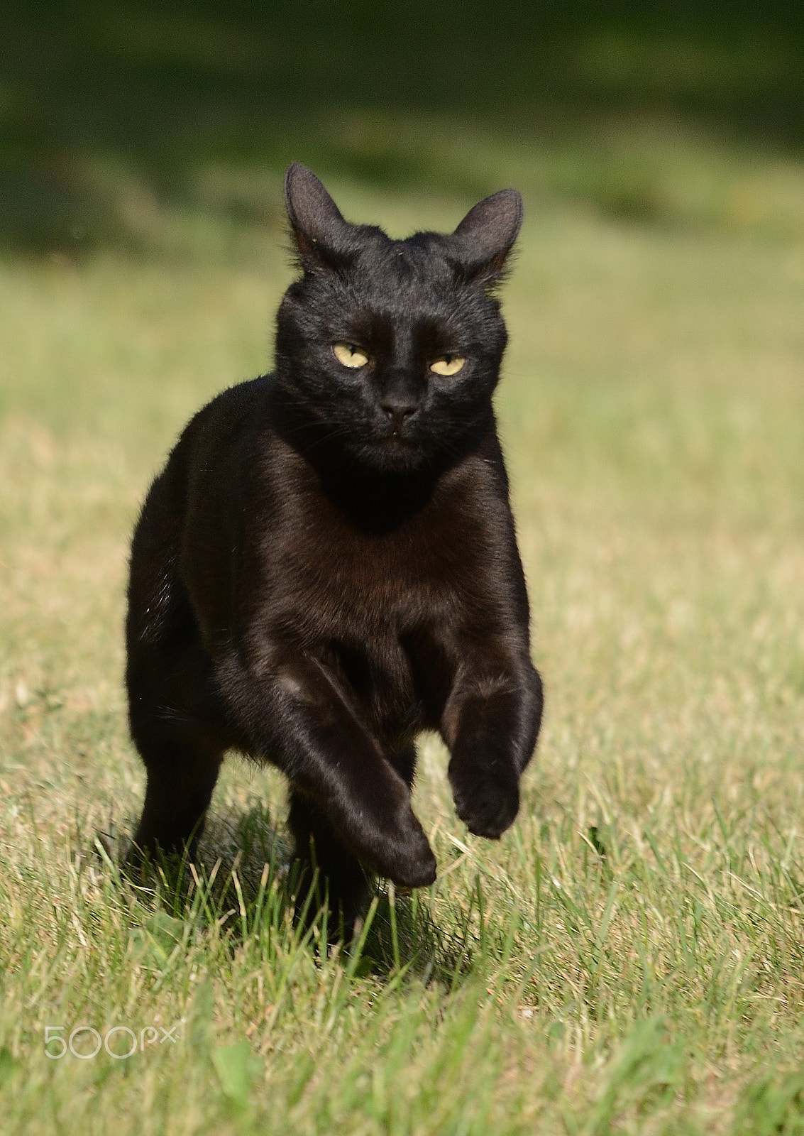 Nikon AF-S Nikkor 200-500mm F5.6E ED VR sample photo. Black lady on the run photography