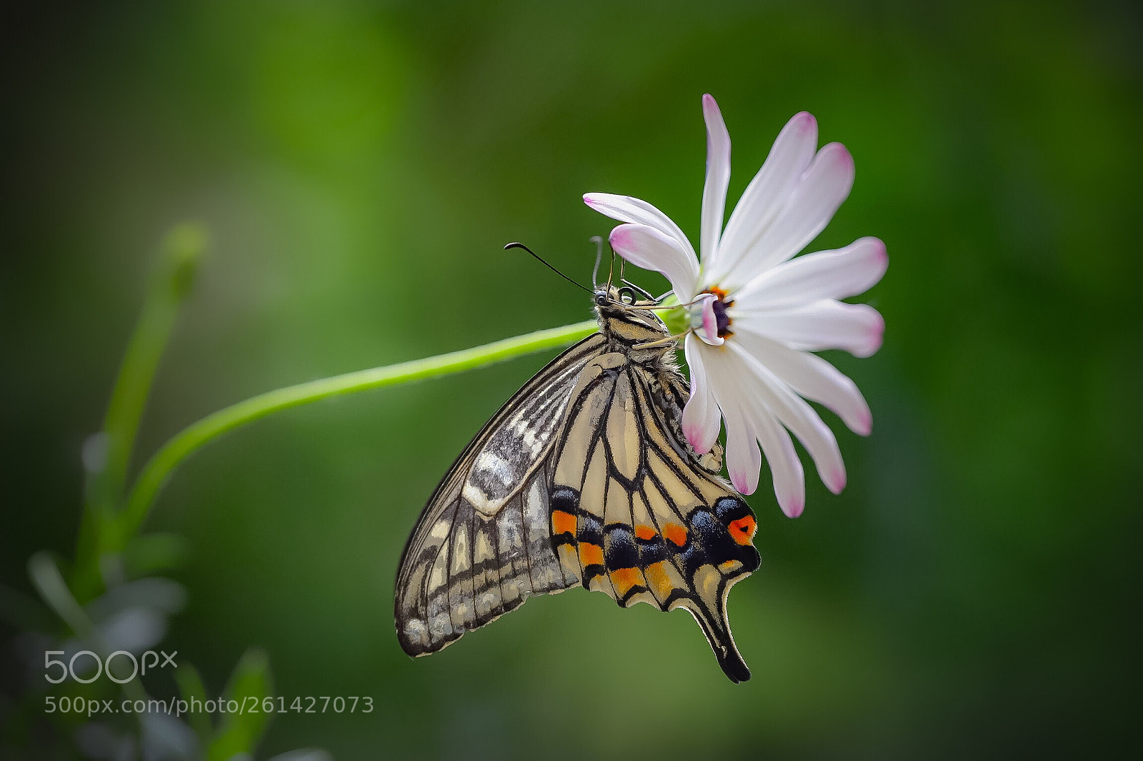 Canon EOS 6D Mark II sample photo. Newly‐emerged swallowtail butterfly photography