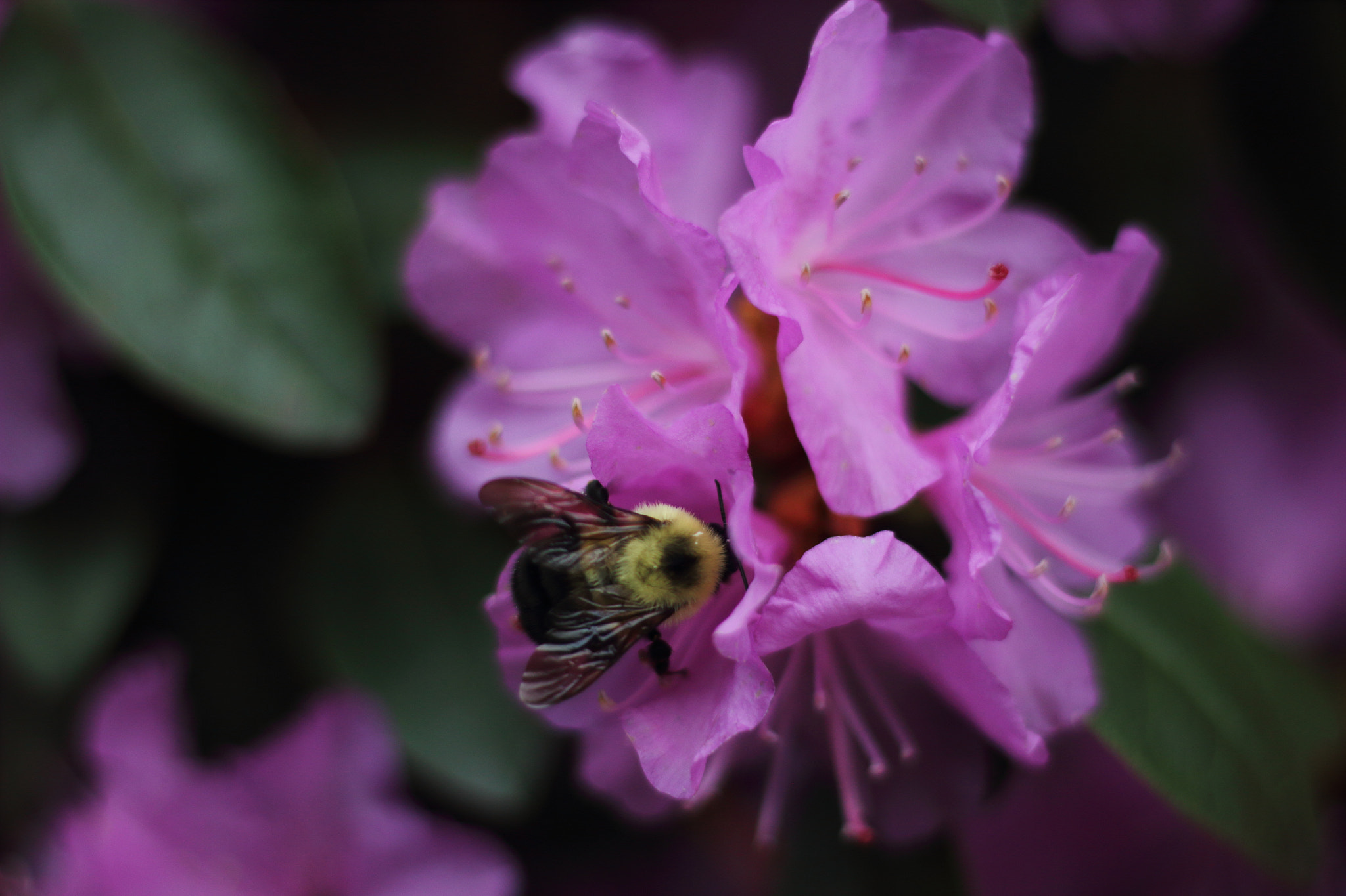 Canon EOS 600D (Rebel EOS T3i / EOS Kiss X5) sample photo. Busybzybeee photography