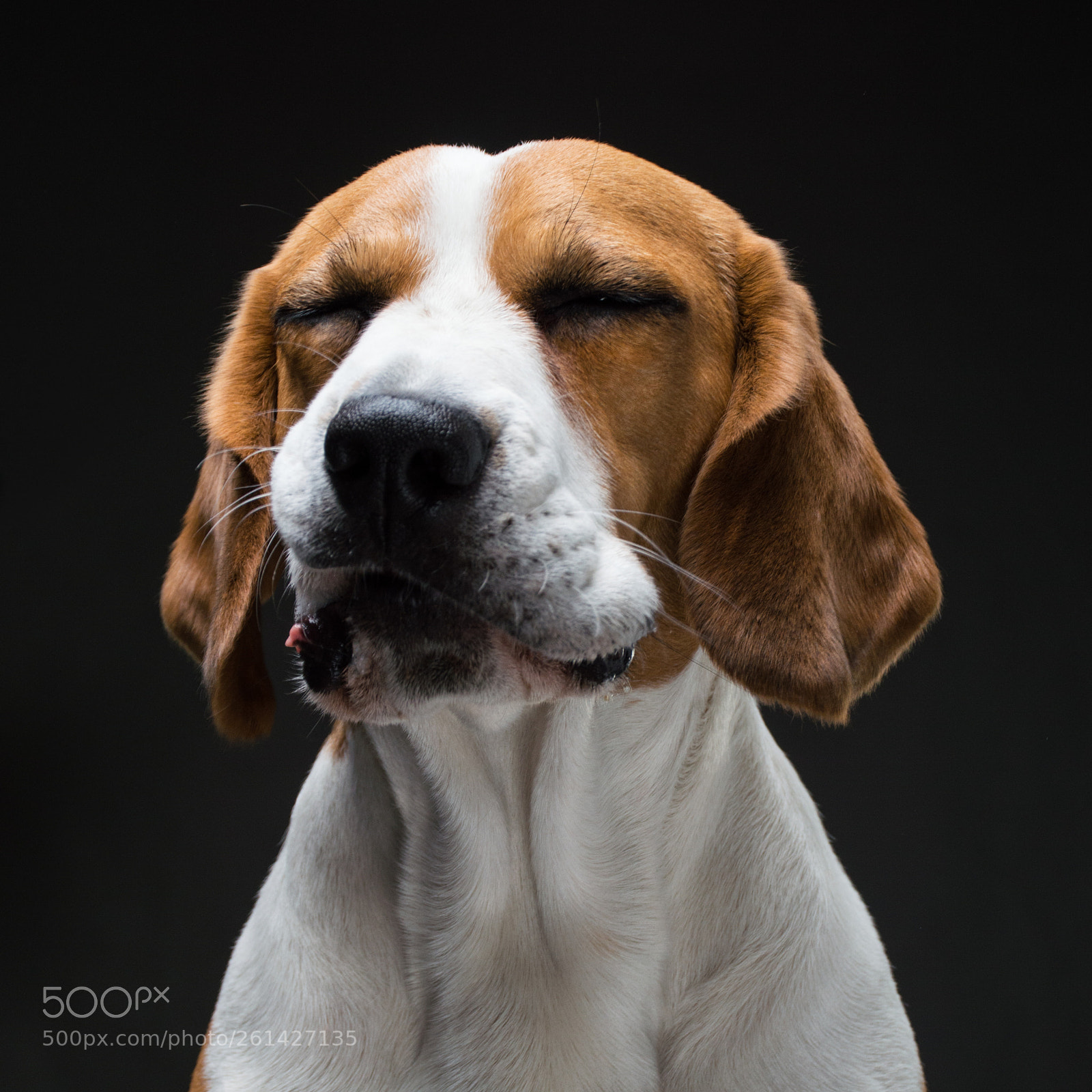 Nikon D3200 sample photo. Ocean the beagle photography