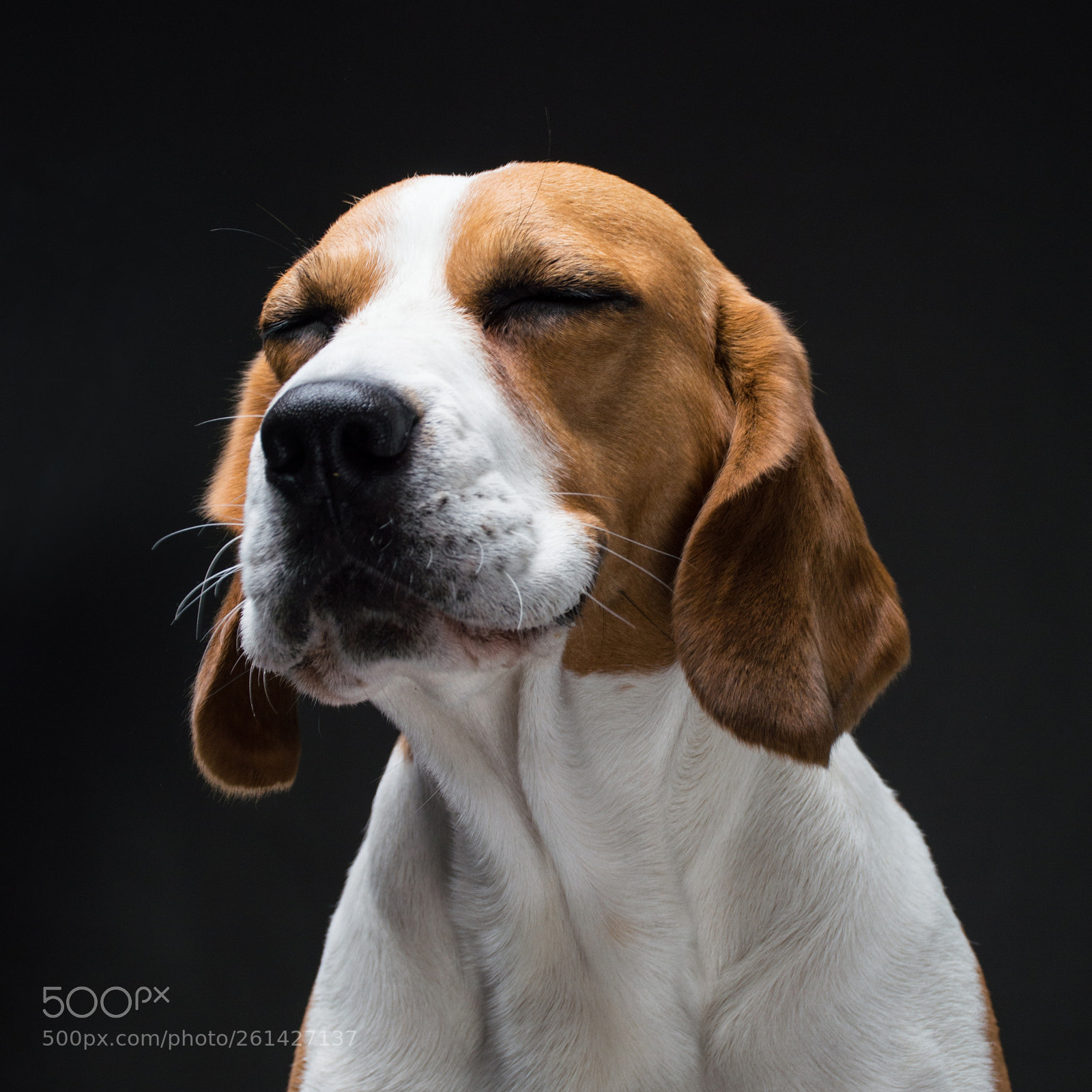 Nikon D3200 sample photo. Ocean the beagle photography