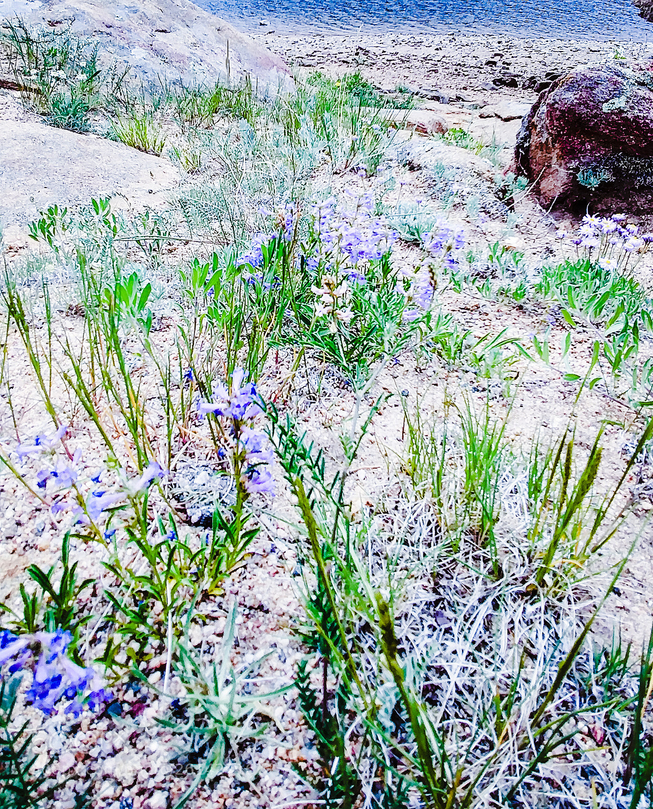 LG G6 sample photo. Colorful wild flowers. photography