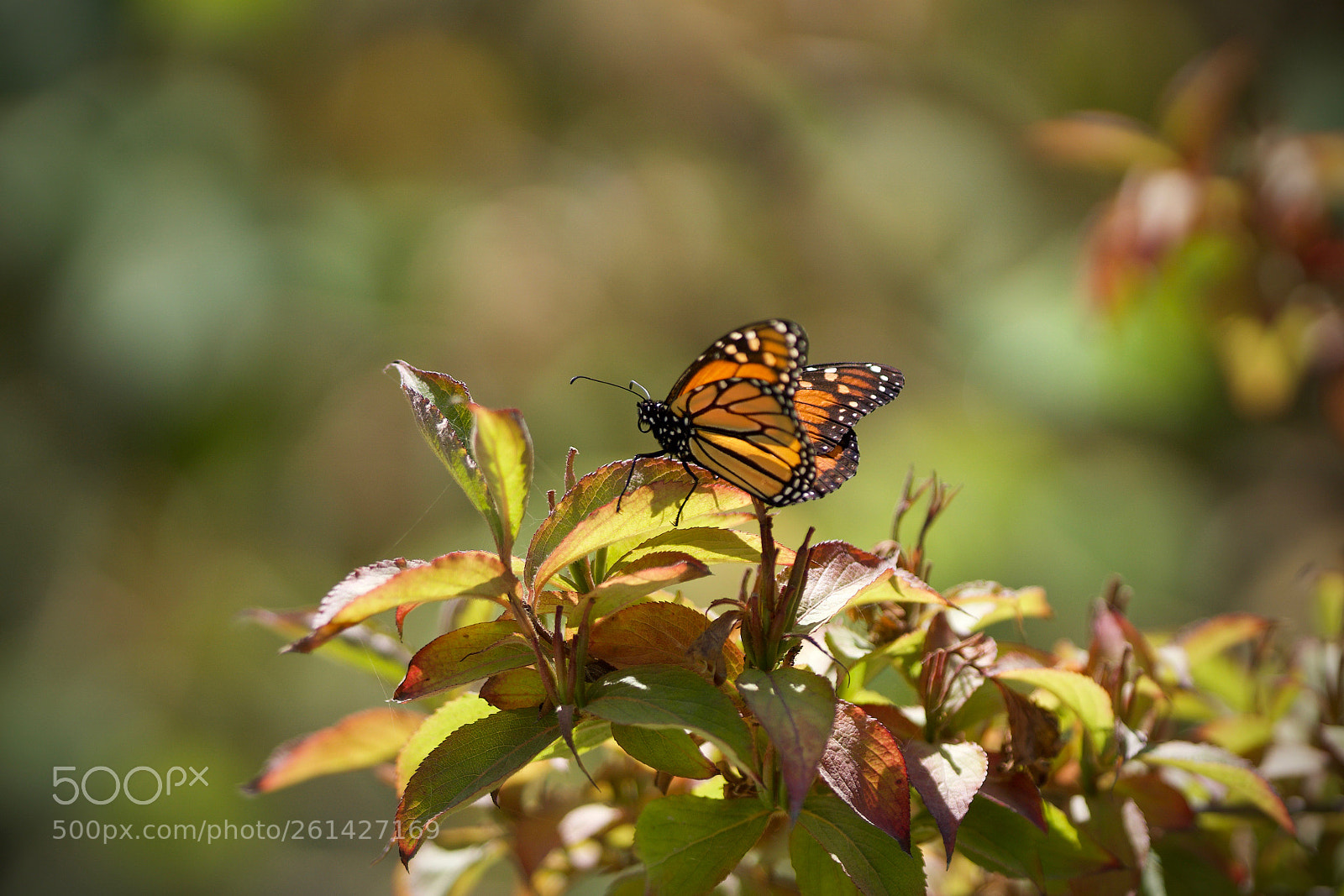 Sony a6000 sample photo. Monarch masterpiece photography