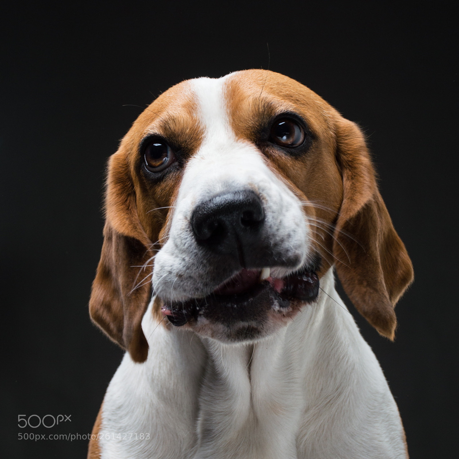 Nikon D3200 sample photo. Ocean the beagle photography