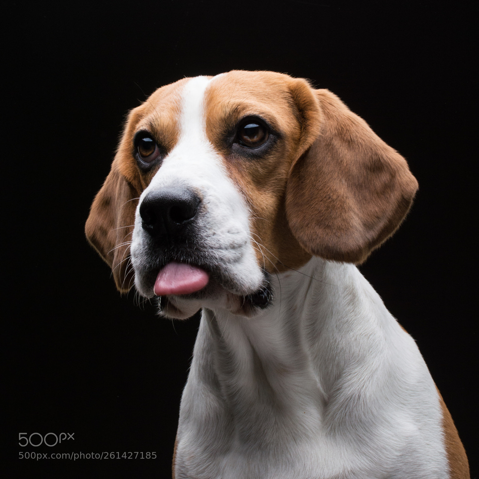 Nikon D3200 sample photo. Ocean the beagle photography