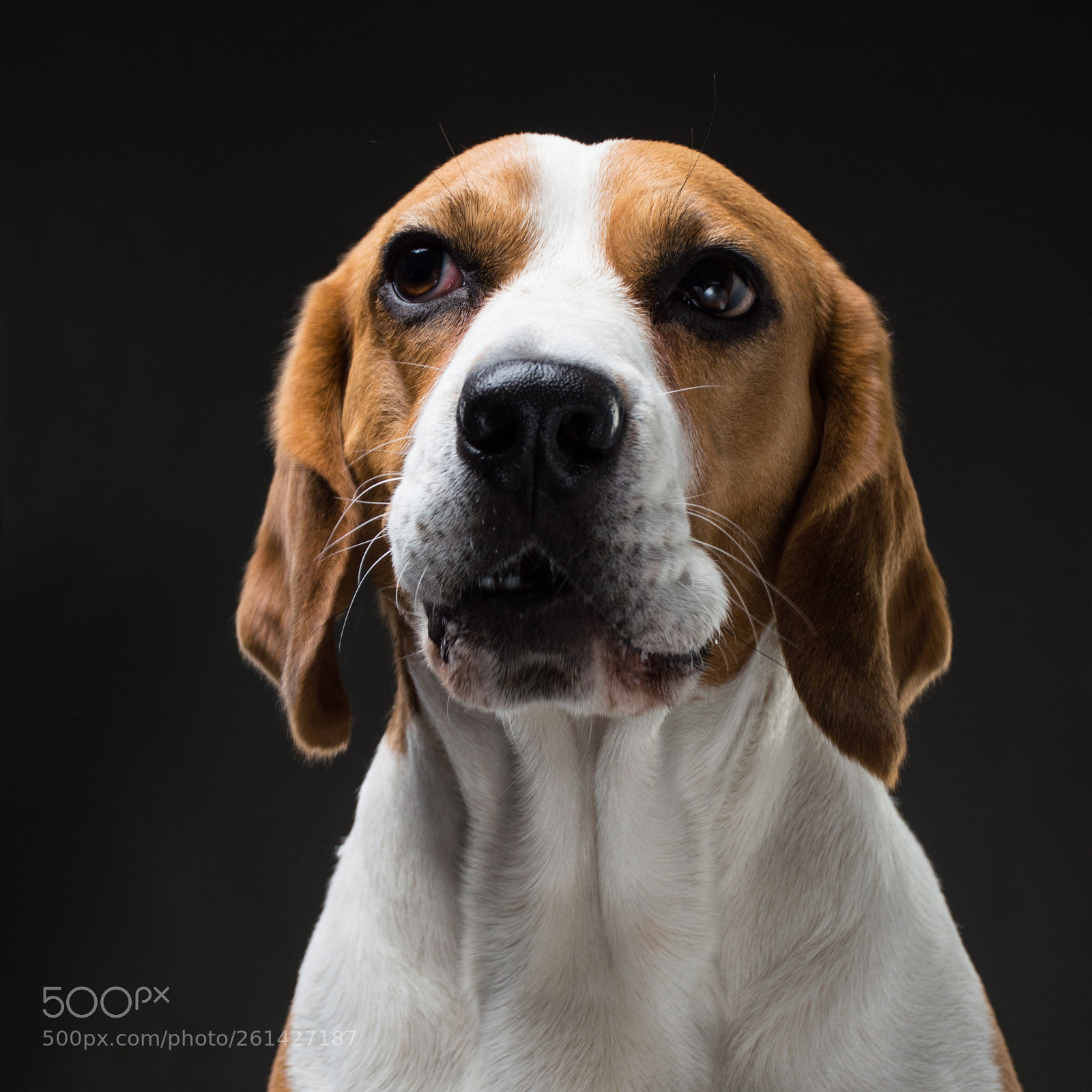 Nikon D3200 sample photo. Ocean the beagle photography